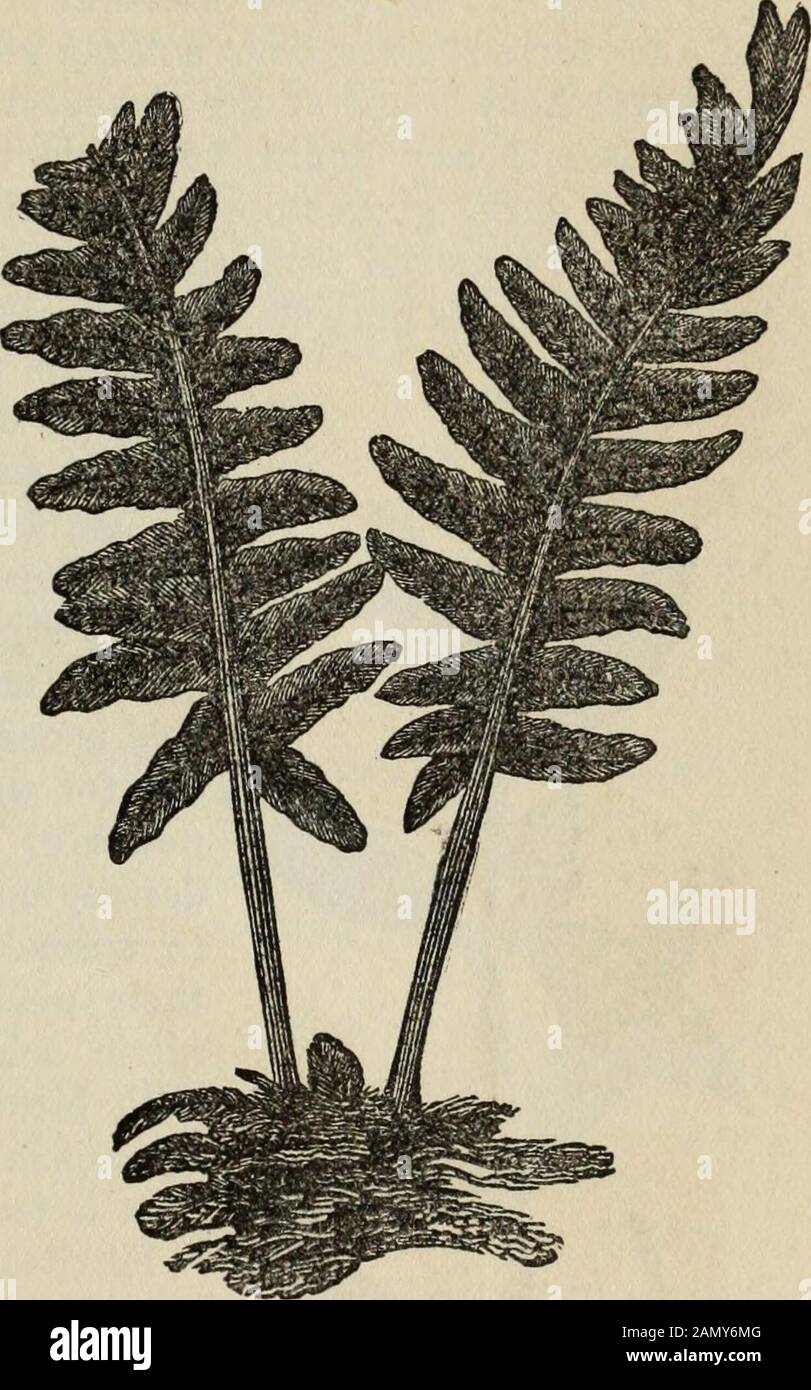 Conoscenza della salute : conoscenza approfondita e concisa della prevenzione, delle cause e dei trattamenti delle malattie, semplificata per uso domestico . al mattino. Una dietis molto leggera consigliabile prima di prendere il trattamento. Polypody. - Questo è avery fern comune, fondone montagne e rocksdurante gli UnitedStates, in particolare upnord. Viene usato come anespettorante e purga-attivo. Uno sciroppo fatto fromthis pianta è buone malattie forlung. Una forte decozione data a chil-dren espellerà worms.The radice, data conaltri farmaci, è usata t«purificare il sangue. Silkweed o MilkwMd. - Questo cresce copiosamente in tutta l'UnitedSta Foto Stock