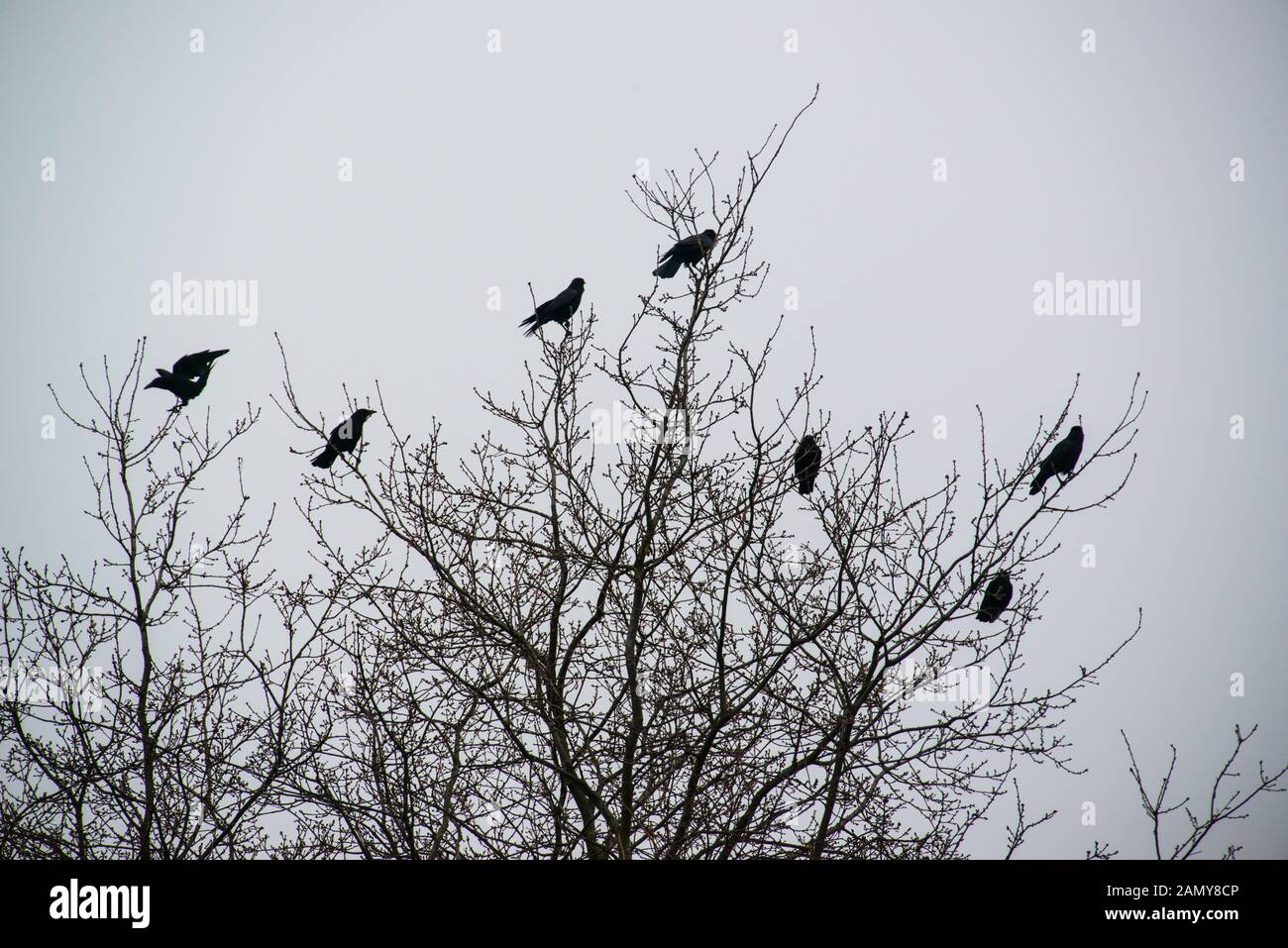 Un 'minder' di corvi. Foto Stock