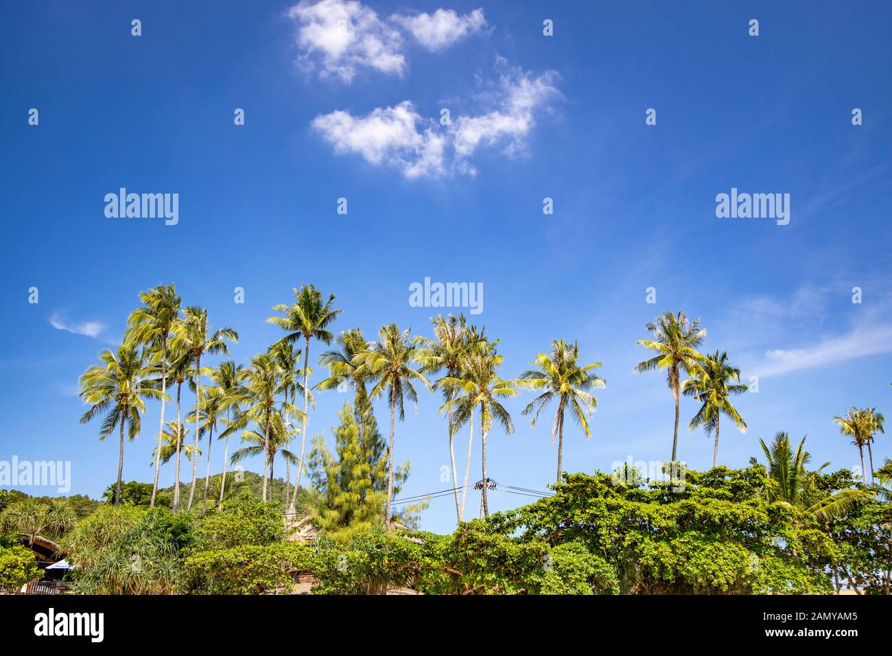 Green Palm tree contro il chiaro cielo blu con nuvole bianche. Vi è spazio copia di testi Foto Stock