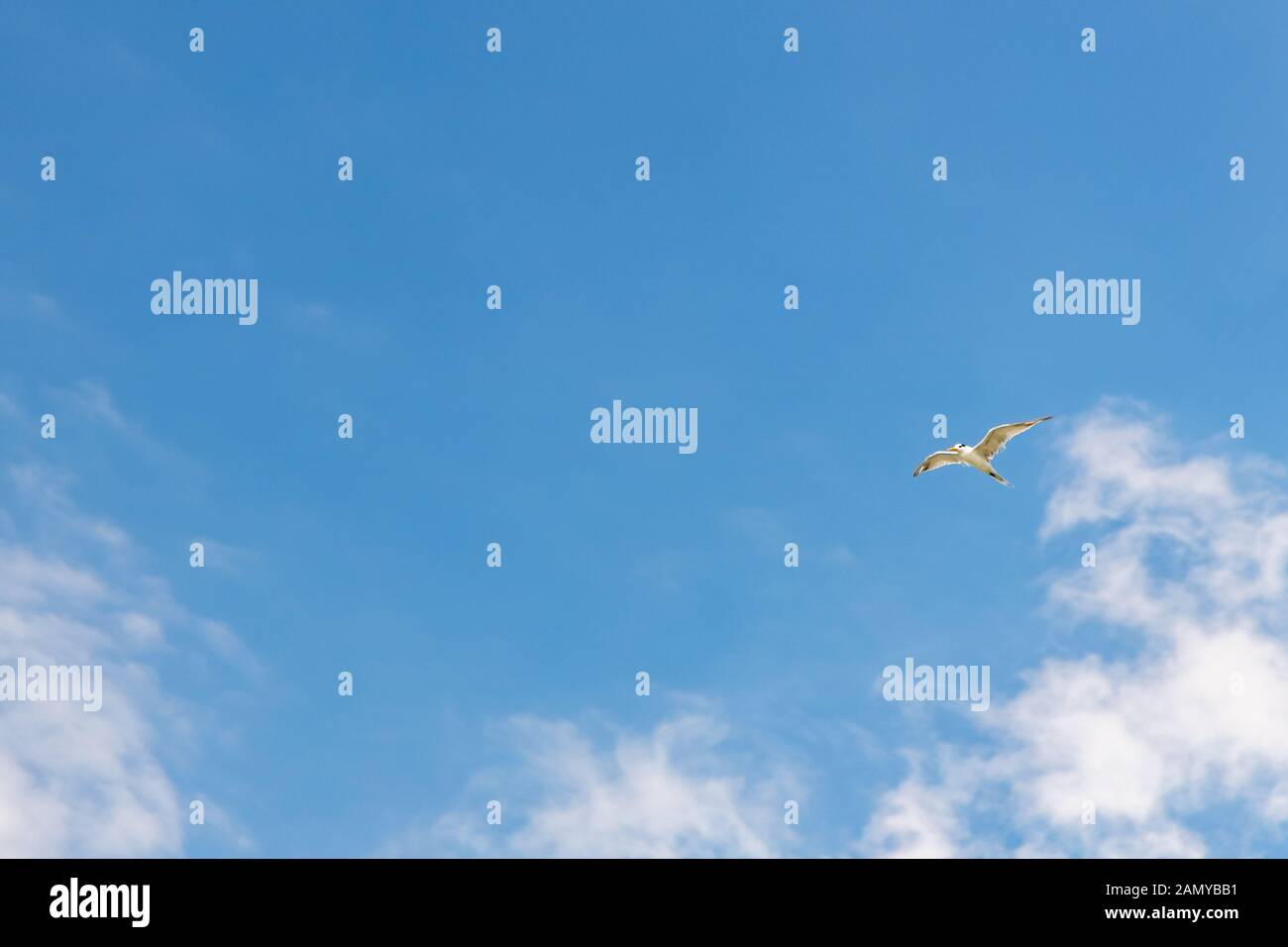 Un gabbiano volare contro il cielo blu e nuvole bianche. Uccello libero libertà concetto. Vi è uno spazio di copia per il testo. Foto Stock