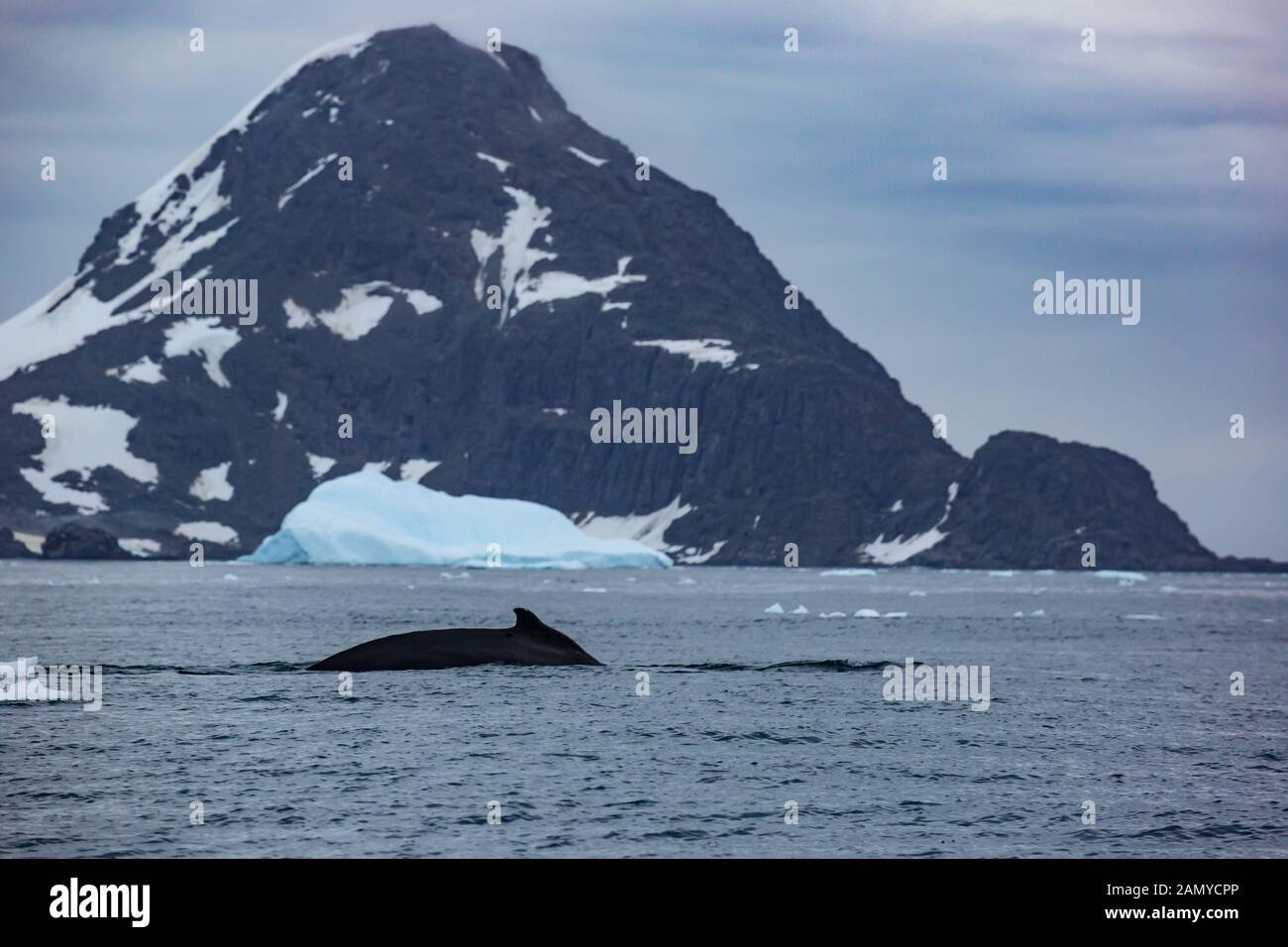 Balena minke antartica (Balaenoptera bonaerensis). Questa balena si trova nell'emisfero meridionale, Foto Stock