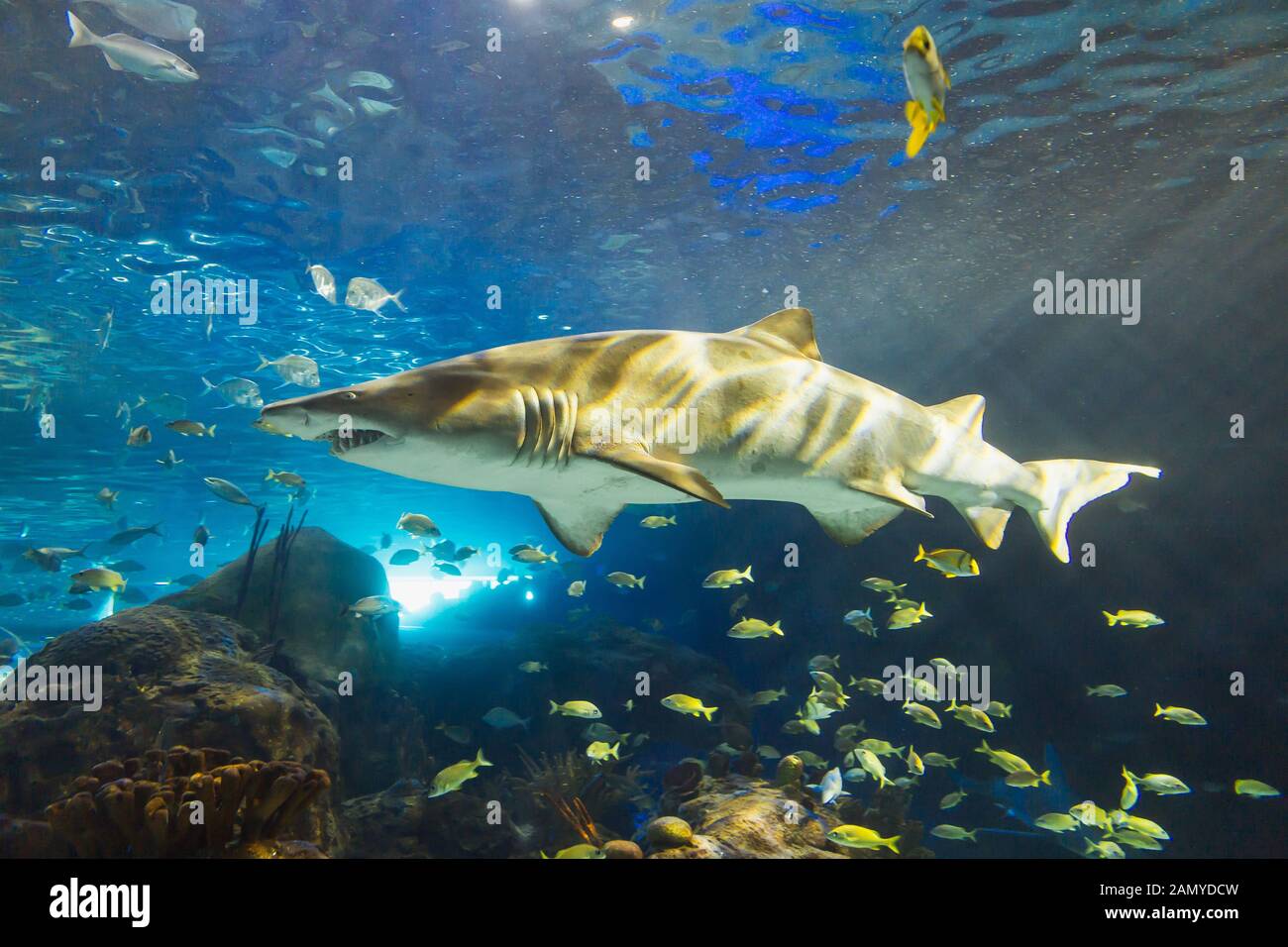 Uno squalo in un acquario Foto Stock