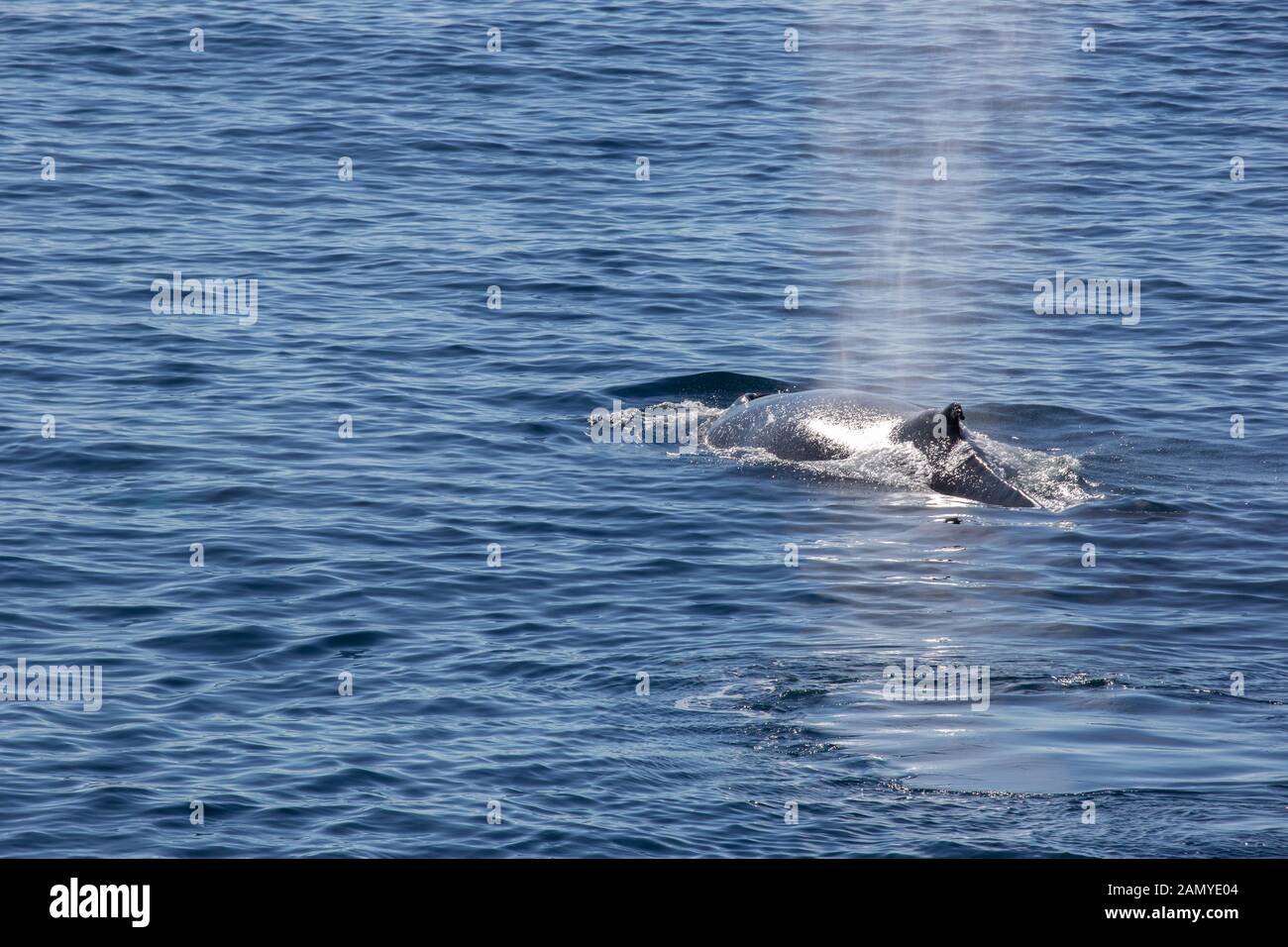 Antartico minke whale (Balaenoptera bonaerensis). Questa balena è trovato nell'emisfero australe, trascorrere l'inverno in acque tropicali e migrazione Foto Stock