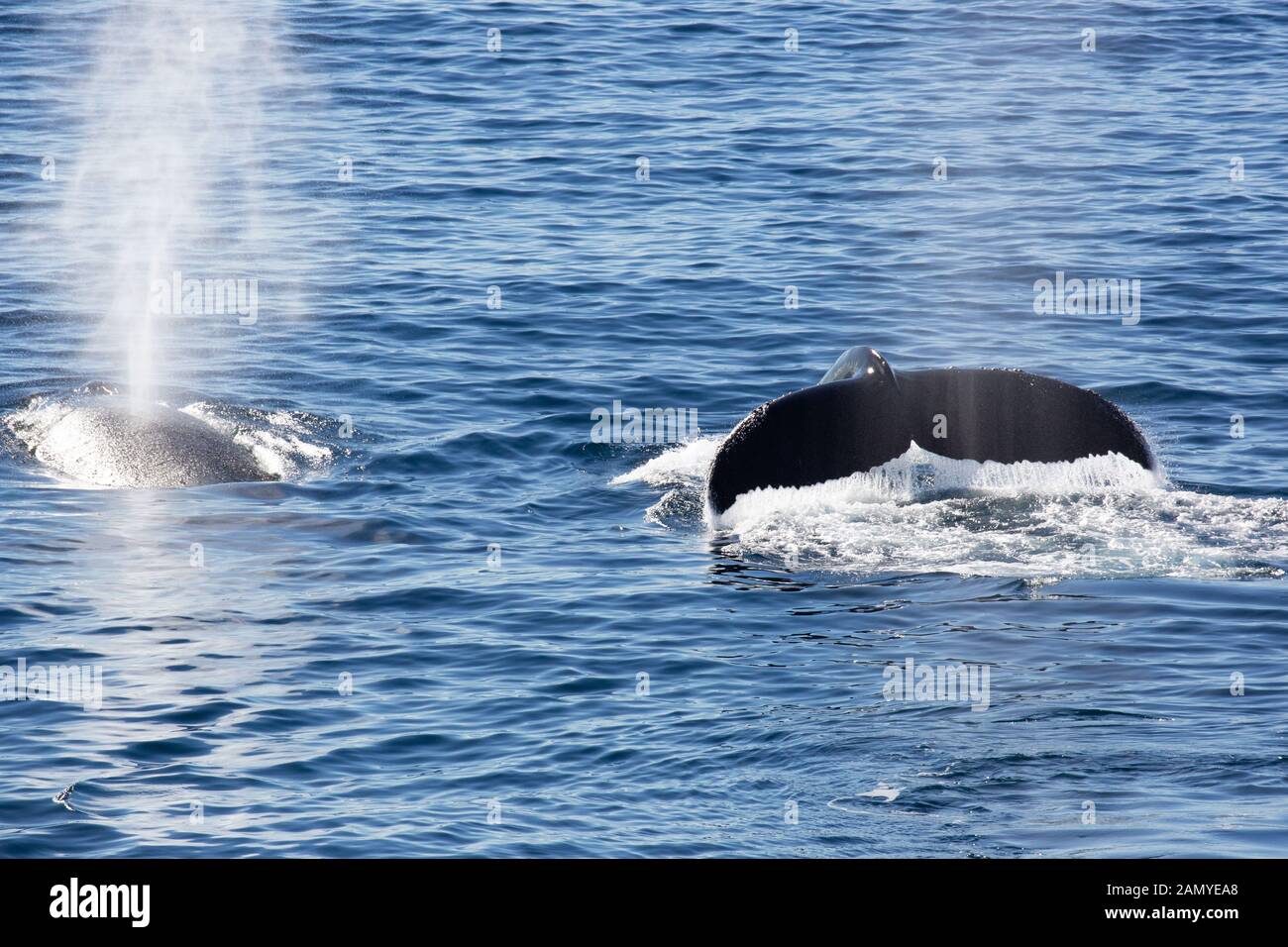 Antartico minke whale (Balaenoptera bonaerensis). Questa balena è trovato nell'emisfero australe, trascorrere l'inverno in acque tropicali e migrazione Foto Stock