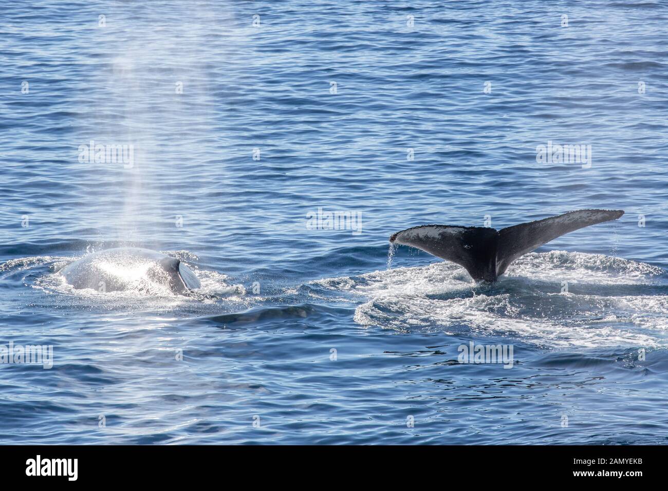 Antartico minke whale (Balaenoptera bonaerensis). Questa balena è trovato nell'emisfero australe, trascorrere l'inverno in acque tropicali e migrazione Foto Stock