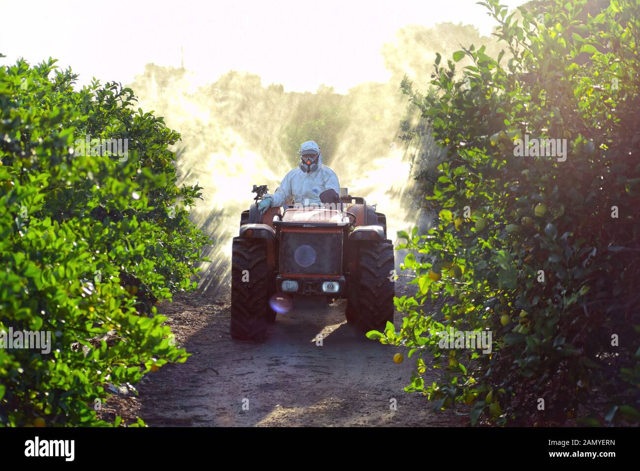 Coltivatore che guida trattore che spruzza insetticida e insetticida sulla piantagione di limone in Spagna. Insetticida di erbaccia fumigation. Agricoltura ecologica biologica. Foto Stock