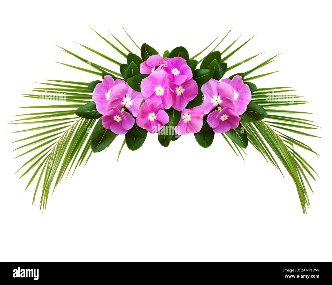Catharanthus fiori e foglie di palmo in un arco tropicali disposizione isolata su sfondo bianco Foto Stock