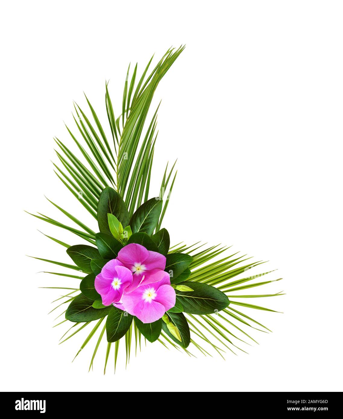 Catharanthus fiori e foglie di palmo in un angolo tropicale disposizione isolata su sfondo bianco Foto Stock