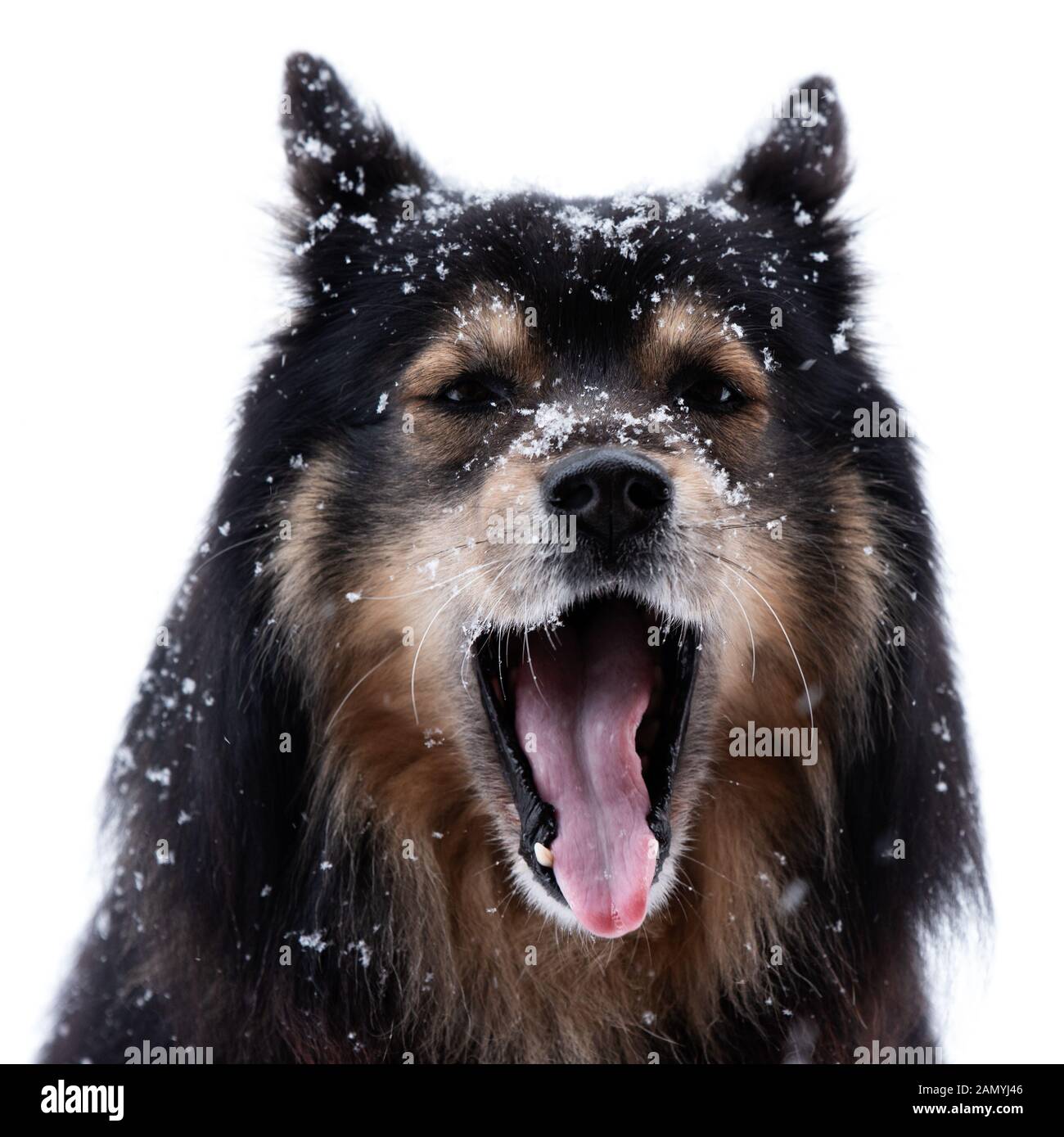 Lapphund finlandese in nevicata e ululati, la testa di fronte alla fotocamera contro uno sfondo bianco. Foto Stock