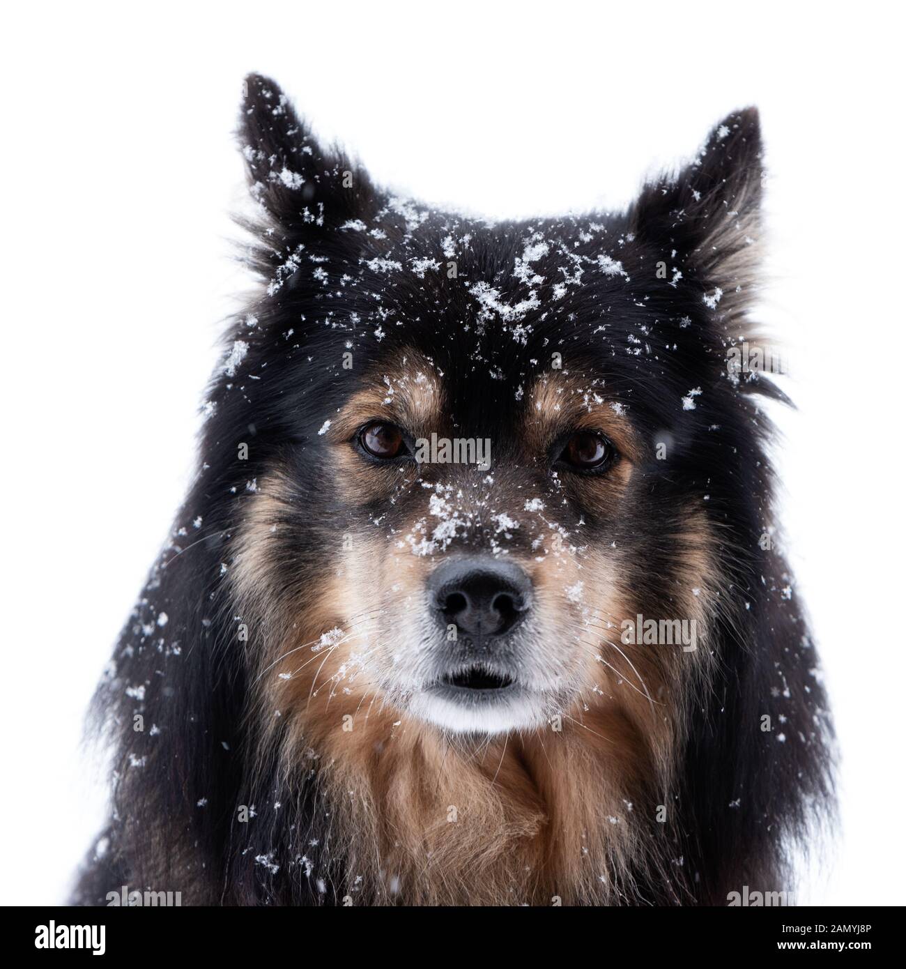 Lapphund finlandese nella neve e guardando la telecamera contro uno sfondo bianco. Foto Stock