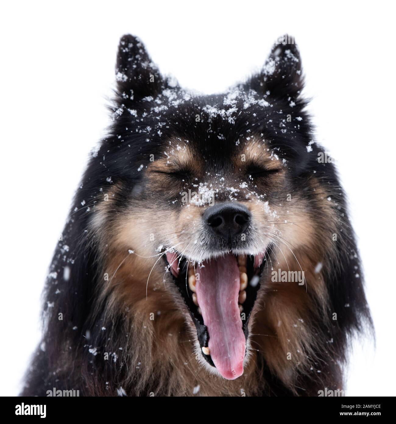 Lapphund finlandese in nevicata e sbadigli, testa rivolta verso la fotocamera con la bocca aperta e gli occhi chiusi contro uno sfondo bianco. Foto Stock
