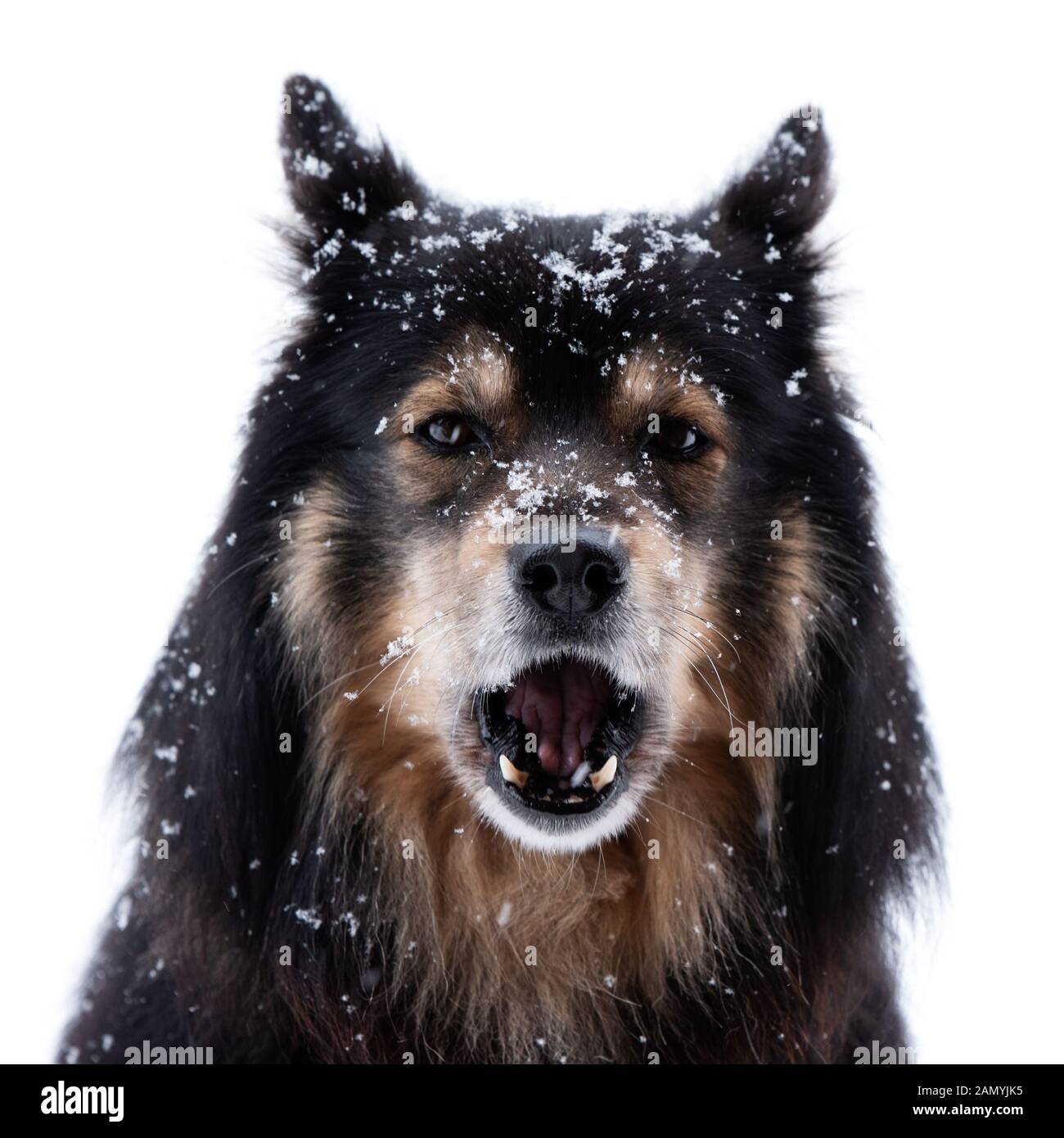Lapphund finlandese in nevicata e ululati, la testa di fronte alla fotocamera contro uno sfondo bianco. Foto Stock