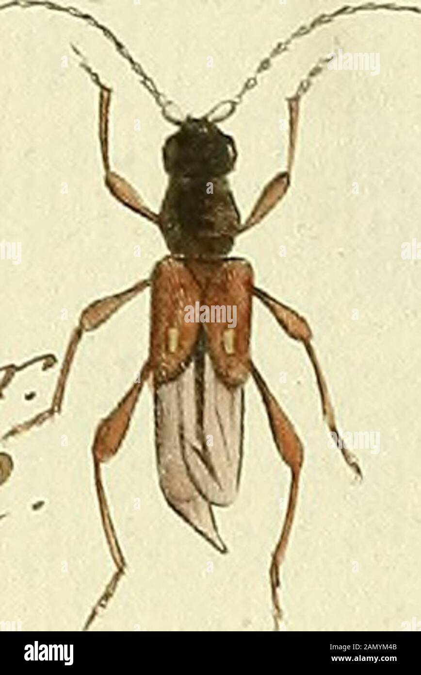 Entomologie, ou, Histoire naturelle des insettes : avec leurs caractères génériques et spécifiques, leur description, leur sinonimi mie, et leur enluminée . N ? 74 ? Ne CYDALE AW;i/i/u/f:r . a, a-. I- jâ. I.B. Foto Stock