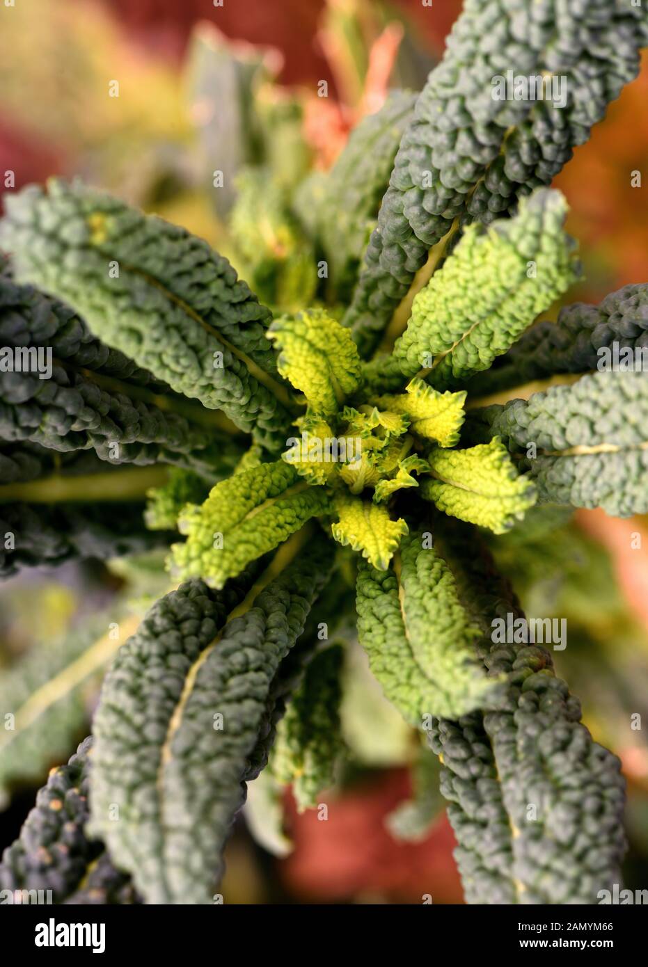 Giovani tiri invernali di Cavolo Nero. Foto Stock