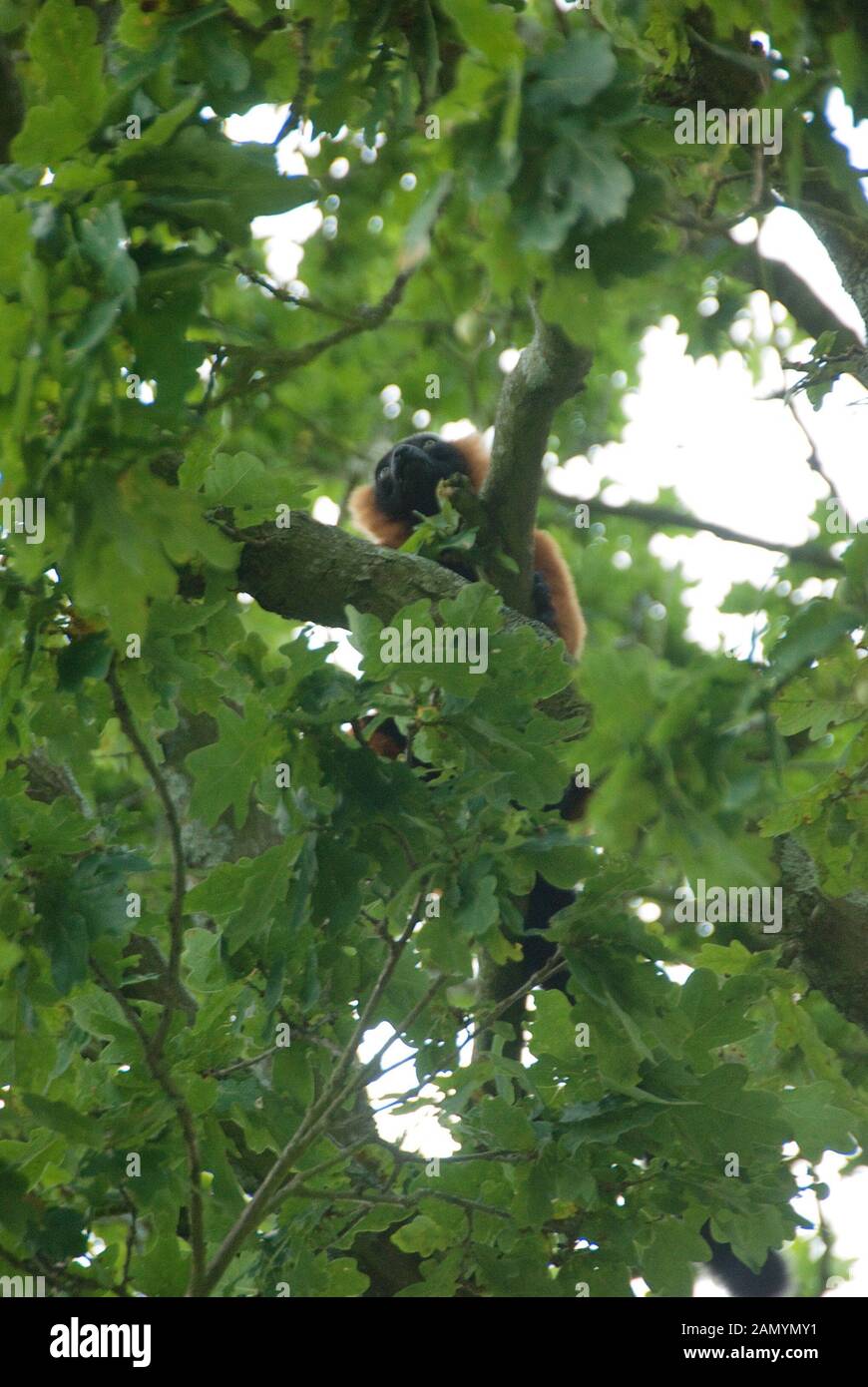 Lo Zoo di Jersey Jersey Isole del Canale della Manica UK. Durrell Wildlife Conservation Trust lemur nella struttura ad albero Foto Stock