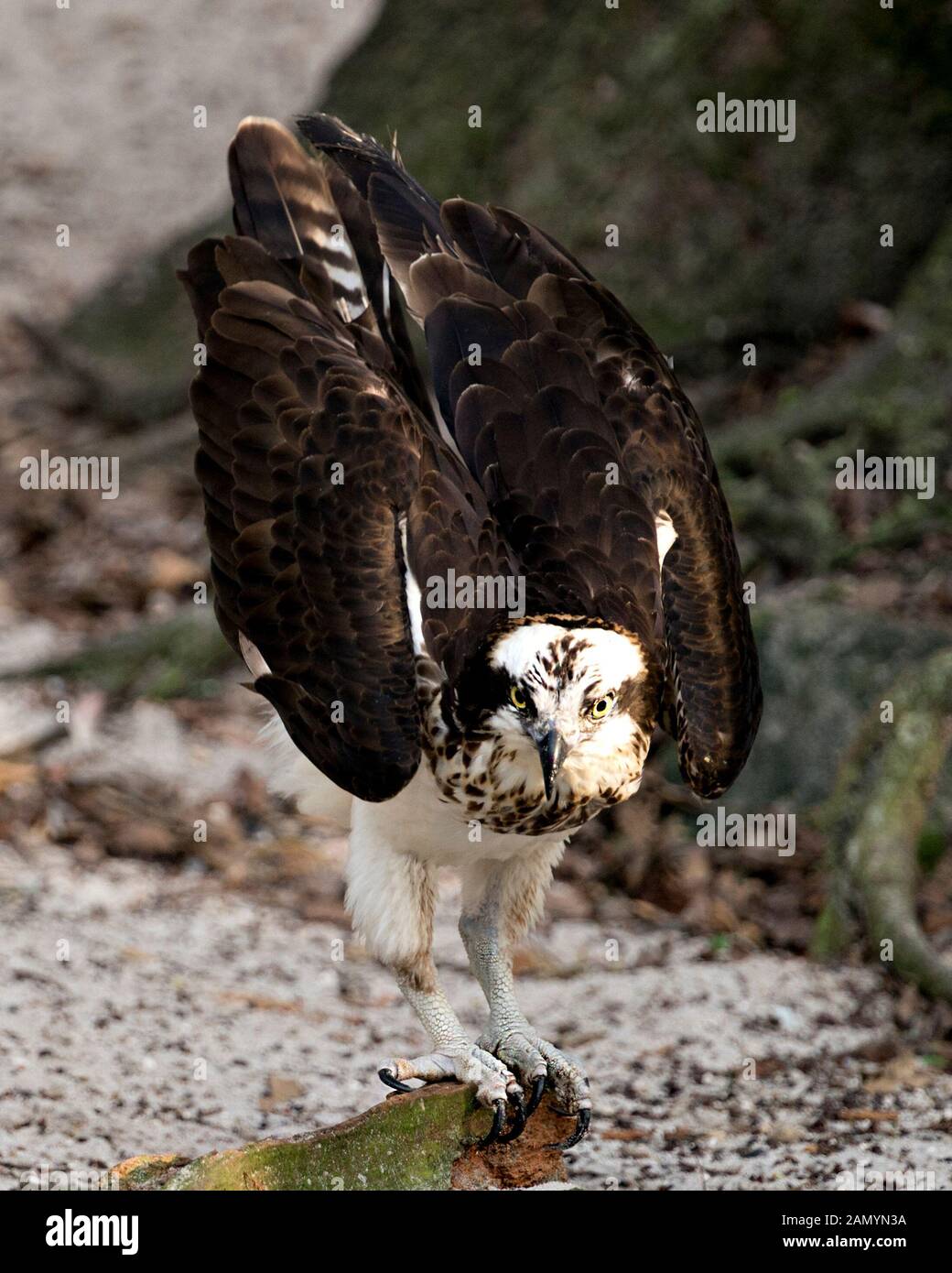 Osprey bird close-up vista di profilo con ali spiegate con un sfondo bokeh visualizzando le sue piume marrone piumaggio, occhio, becco, artigli nella sua environmen Foto Stock
