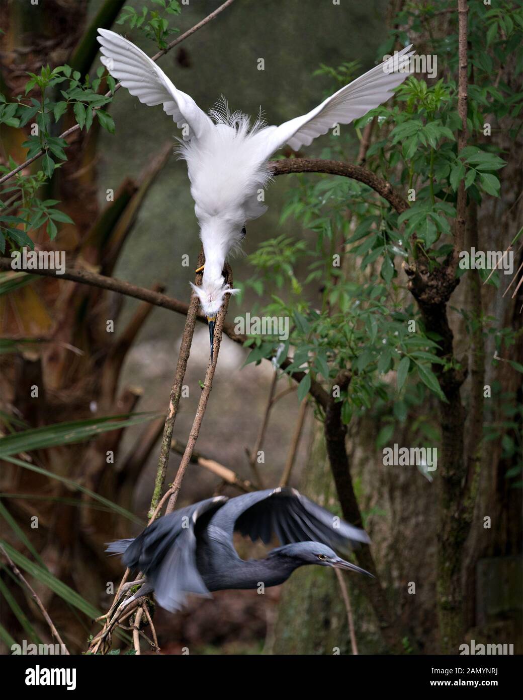 Snowy Garzetta uccello interagente con un po' di airone cenerino uccello per territorio spazio con la loro diffusione ali e con un background di fogliame nella loro environ Foto Stock