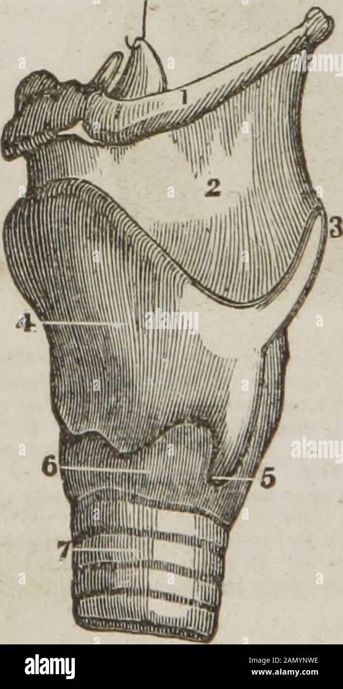 Anatomia e fisiologia : ideato per le accademie e le famiglie. Polmone. 11 La fessura fra di loro. 12, una sezione trasversale del diaframma 13, la faccia superiore del lobo destro del fegato. 14, il lobo sinistro del fegato. 15.l'estremità della vescica di gall. 16, lo stomaco. 17, il piloro. 18, il duodeno 19, 19, 19, 19, l'omentum. 20, 20, Le convoluzioni dei piccoli intestini attraversano l'omentum. 21, la milza. 22, 22, 22, i grandi intestini. 23, 23, le urla dell'addome si abbassarono. CAPITOLO VIII. LA VOCE. La voce consiste nella produzione di un suono particolare, da parte dell'aiuto Foto Stock
