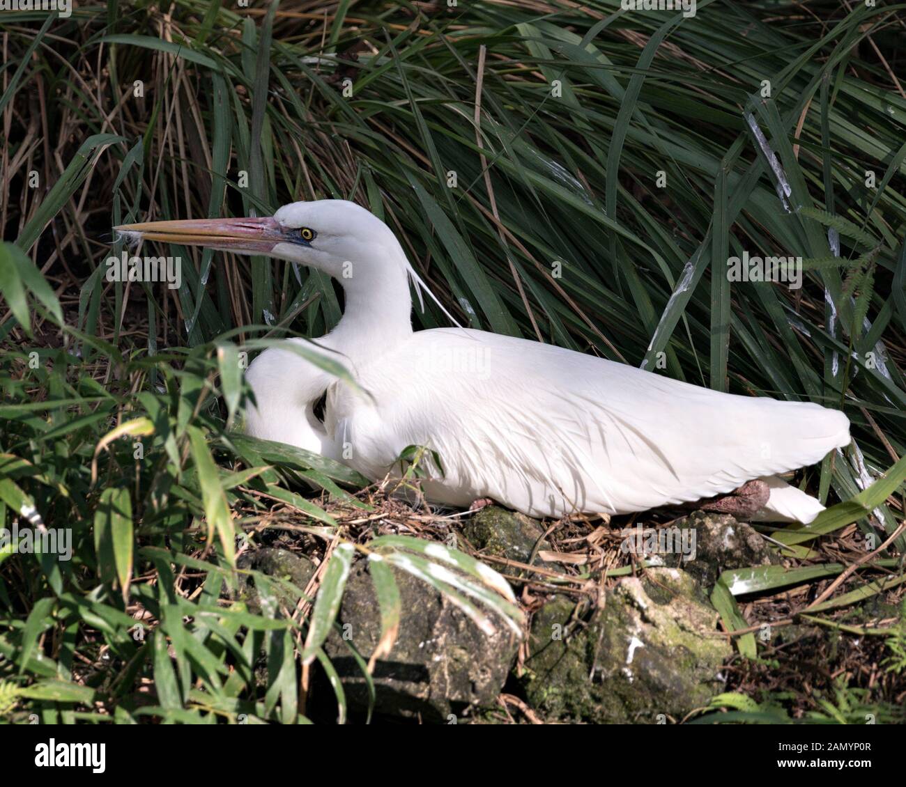 Airone bianco bird in appoggio sui rami la visualizzazione di piume bianche piumaggio, la testa, il becco, nel suo ambiente circostante e con un background di fogliame. Foto Stock