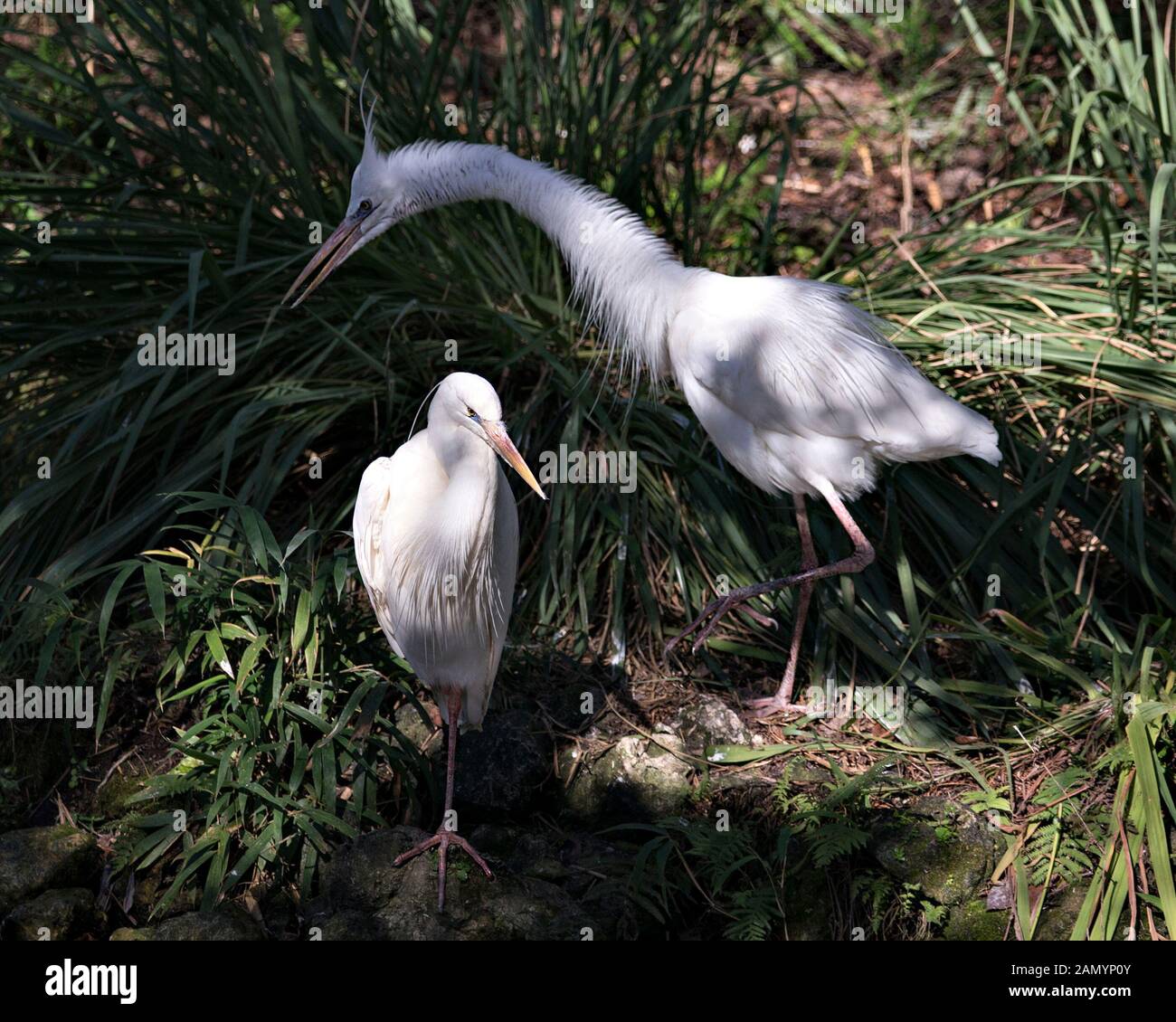 Airone bianco uccelli close-up vista di profilo di interazione e di visualizzazione delle loro piume bianche piumaggio, organismi, capi, occhi, becchi, lungo il collo, con fogliame Foto Stock