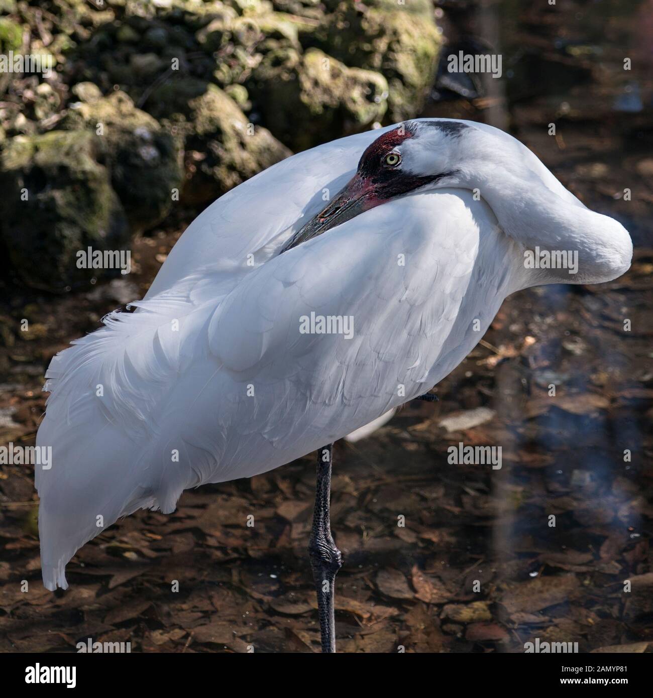 Enorme gru uccello in piedi in acqua con un background di roccia nella sua circostanti e l'ambiente, la visualizzazione di piume bianche piumaggio, ali, la testa, Foto Stock