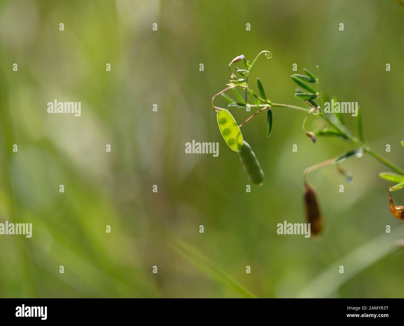 Pianta liscia della tara Foto Stock