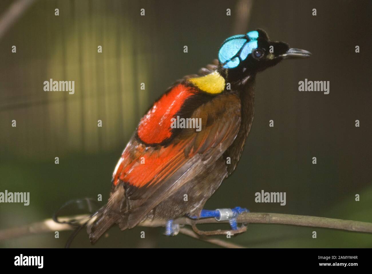 Il Wilson's uccello del paradiso, Diphyllodes republica, in cattività, il Jurong Bird Park, Singapore Foto Stock