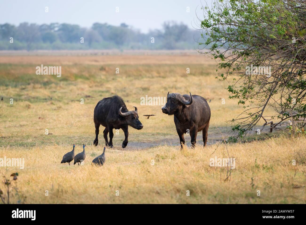 bolla di bufalo africana (syncerus caffer) con mucca nella Riserva di gioco di Moremi, Delta di Okavango, Botswana, Africa del Sud Foto Stock
