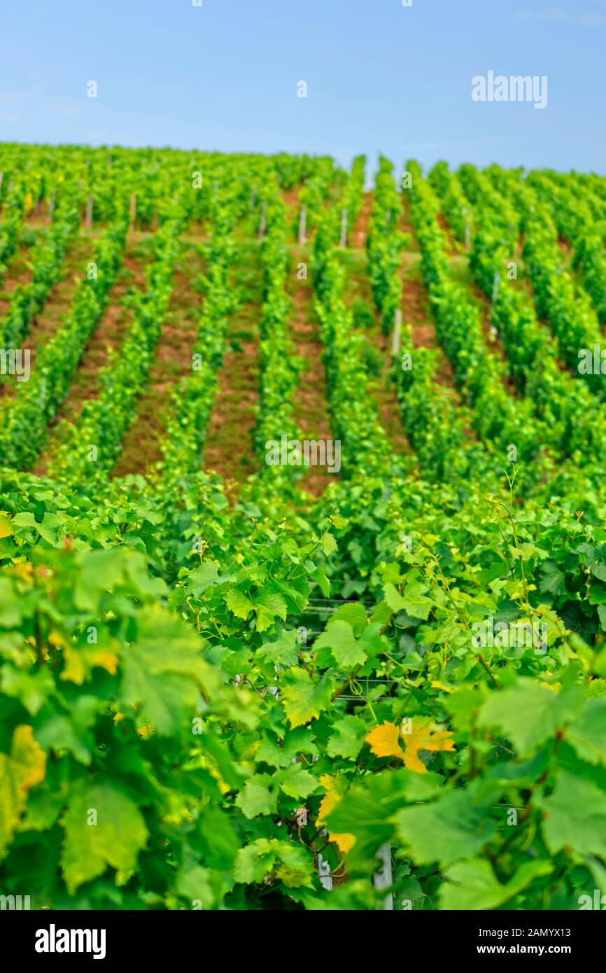 Vigneto Hillside A Pouilly-Fuissé, Regione Borgogna Di Francia. Foto Stock