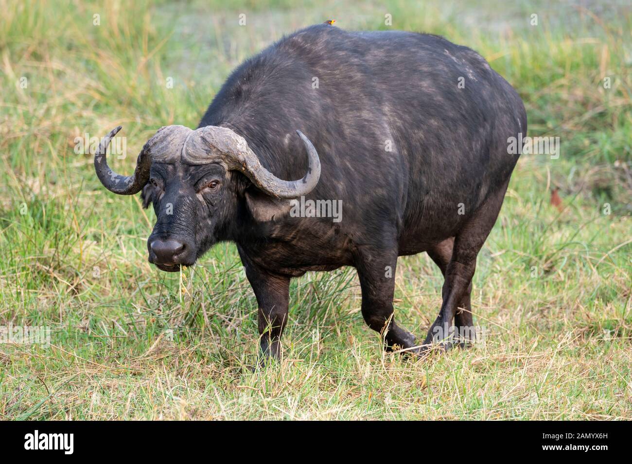 bolla di bufalo africana (syncerus caffer) nella Riserva di gioco di Moremi, Delta di Okavango, Botswana, Africa del Sud Foto Stock