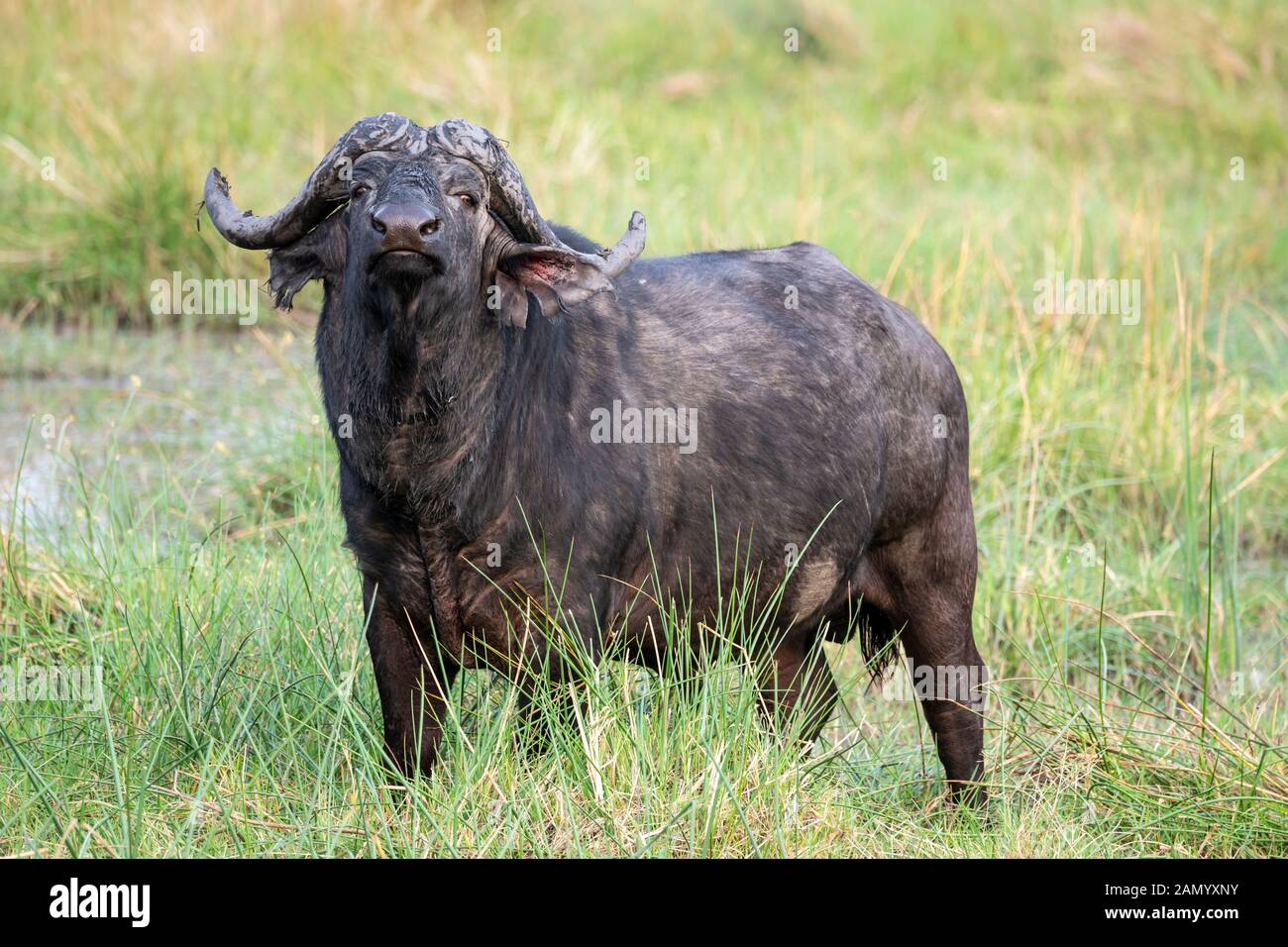 bolla di bufalo africana (syncerus caffer) nella Riserva di gioco di Moremi, Delta di Okavango, Botswana, Africa del Sud Foto Stock