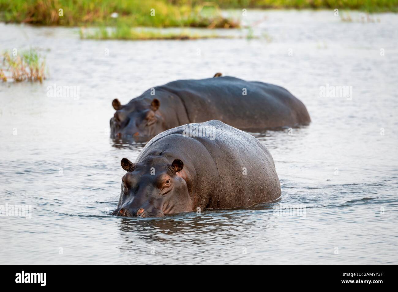 Coppia di ippopotamusi (Hippopotamus anfibio) in piedi in acque poco profonde nella Riserva di gioco di Moremi, Delta di Okavango, Botswana, Africa del Sud Foto Stock