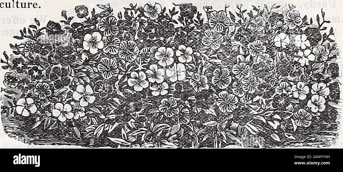 Catalogo annuale dei semi sicuri di Schwill . ll della più grande fioritura, anche quantiziedel colore. Pkt., 5c; 1 oz., 10c; 2 oz., 15c; *4 lb., 25c; y2 lb., 50c; 1 lb., 1,00 USD, pacco pagato. Spencer Misto Peas Dolce. Queste sono più grandi e più aggraziate in ogni modo delle varietà ordinarie, assolutamente ineguagliabili, un'impareggiabile combinazione di fiori giganti, una forma nuova e distinta. Colori Finestmixed. Pkt., 5c; 1 oz., 15c; 2 oz., 25c; % lb., 50c; 1tb., 1,50 dollari. Perenni Peas Mixed Sweet - Perfetto hardy e molto mano-alcuni scalatori free-blooming, con gruppi di eleganti fioriture animelle-like. Loro Foto Stock