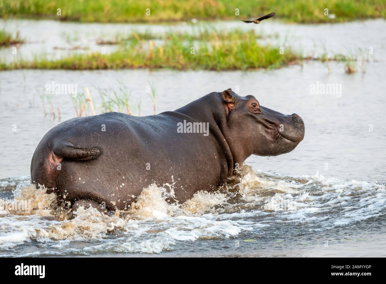 Ippopotamus (Hippopotamus anfibio) si dirige verso l'acqua più profonda nella Riserva di gioco di Moremi, Delta di Okavango, Botswana, Africa del Sud Foto Stock