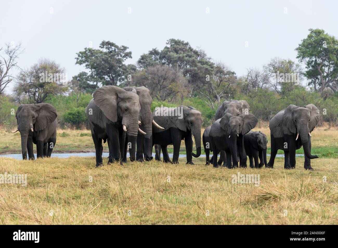 Mandria di elefanti africani (Loxodonta Africana) con giovani vitelli che lasciano il fiume nella Riserva di gioco di Moremi, Delta di Okavango, Botswana, Africa del Sud Foto Stock