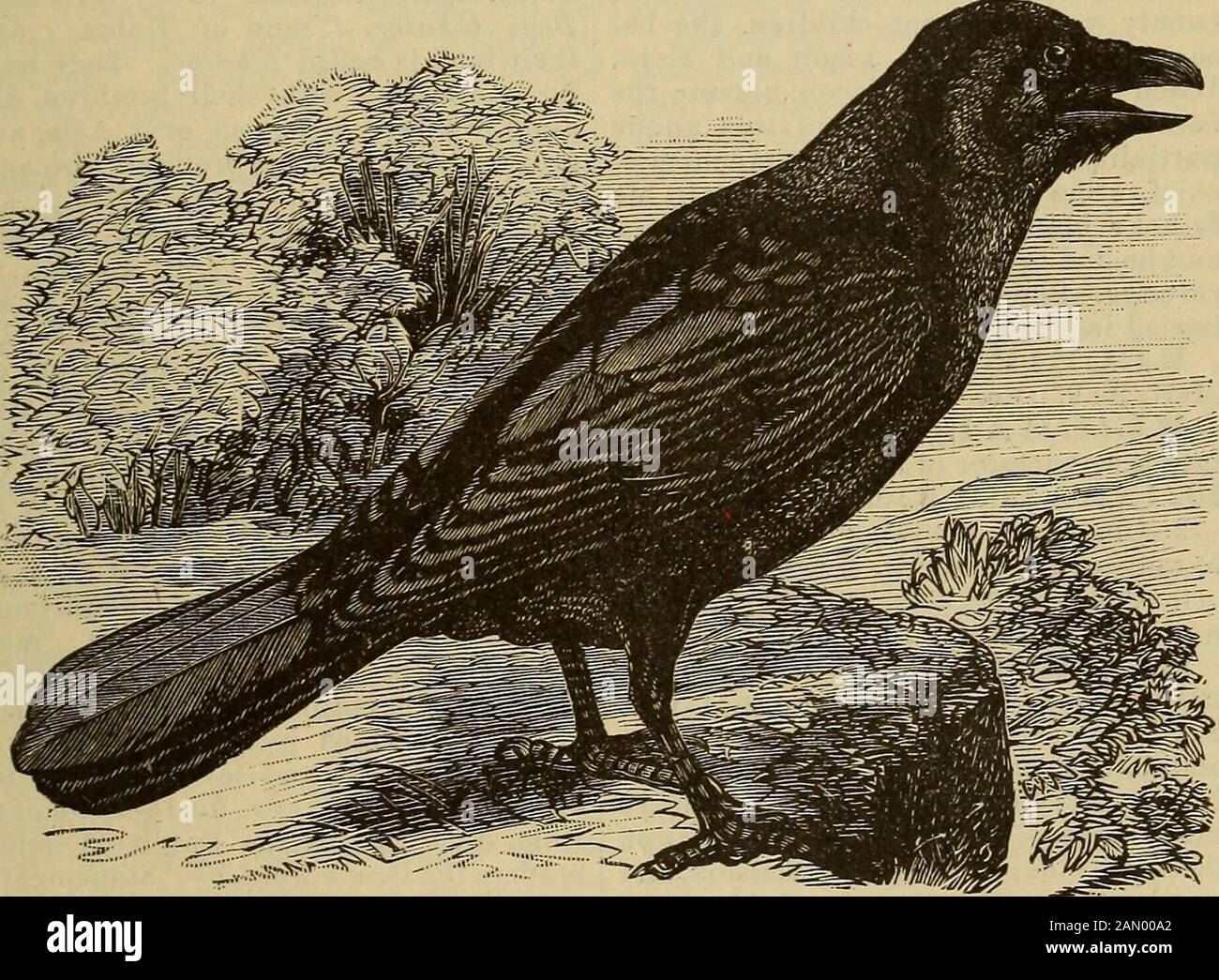 Un dizionario della Bibbia.. . 8 : 37. Raphael (il guaritore divino) è, secondo la tradizione ebraica, uno dei quattro angeli che si trovano intorno al trono di Dio SEE BAP (Michael, Uriel, Gabriel, Raphael). Il nome non è nella Bibbia. Raphu {guarito), padre della spia di Beniaminita. Num. 13 : 9. Raven (nero). Non Posso. 5 : 11.Sotto questo termine sono evidentemente compresi i vari uccelli della famiglia corvo, di cui circa otto o più specie arefround in Palestina. Il corvo, come la maggior parte dei suoi congeneri, si nutre principalmente di carogne. Assomiglia al corvo in dimensioni, forma e colore, ed è cerimonialmente immondo. Liv. 1 Foto Stock