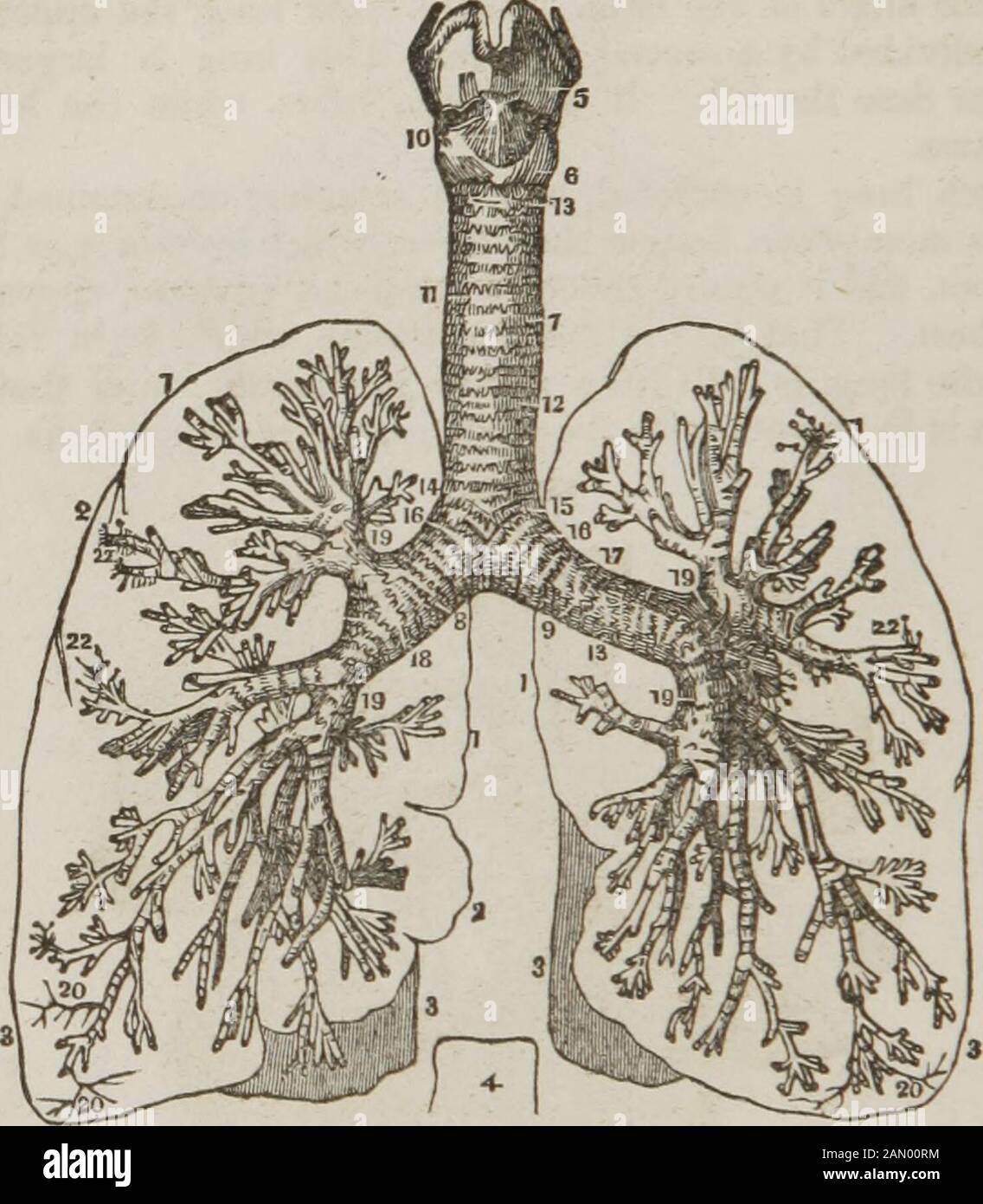 Anatomia e fisiologia : progettato per accademie e famiglie . m tutti gli altri allegati. I v sono disposti in modo da mostrare le parti con maggiore precisione. 1, l'auricola destra del cuore. 2, la vena cava superiore. 3, la vena cava posteriore. 4, il ventricolo destro. 5, l'arterv polmonare che emette da it.a, a.. L'arteria polmonare (destra e sinistra) che entra nei polmoni, b, b, Bronchi, o aria-tube, entrando nei polmoni. », «, vene Polmonari che emettono dai polmoni. 6, la leftauricola. 7, il ventricolo sinistro. 8, l'aorta. 9, il lobo superiore del polmone sinistro. 10, il suo lobo inferiore. 11, il lobo superiore di t Foto Stock