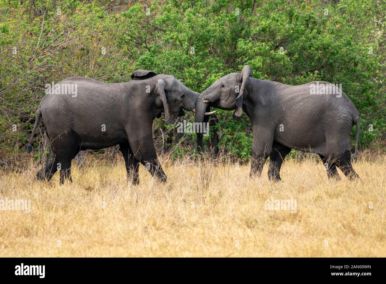 Due giovani tori di elefanti africani (Loxodonta Africana) giocano a combattere nella Riserva di gioco di Moremi, Delta di Okavango, Botswana, Africa del Sud Foto Stock