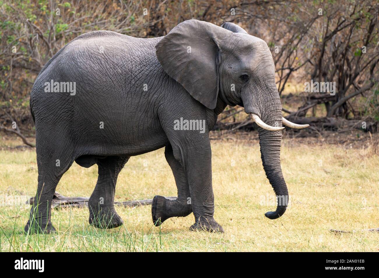 Grande elefante africano bull (Loxodonta Africana) attraversando prateria nella Riserva di gioco di Moremi, Delta di Okavango, Botswana, Africa del Sud Foto Stock