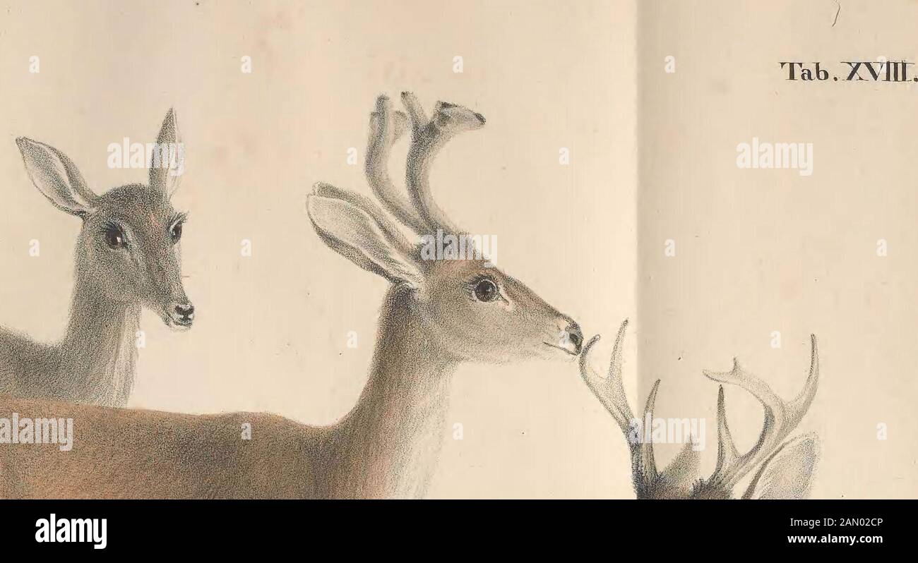 Darstellung neuer oder wenig bekannter Säugethiere in Abbildungen und Beschreibungen : von fünf und sechzig Arten auf funfzig colorirten Steindrucktafeln nach den Originalen des Zoologischen Museums der Universität zu Berlin . C er VHS paludosus Desm. GräZTL-pticii Axm.Mas . et TVM .. Foto Stock