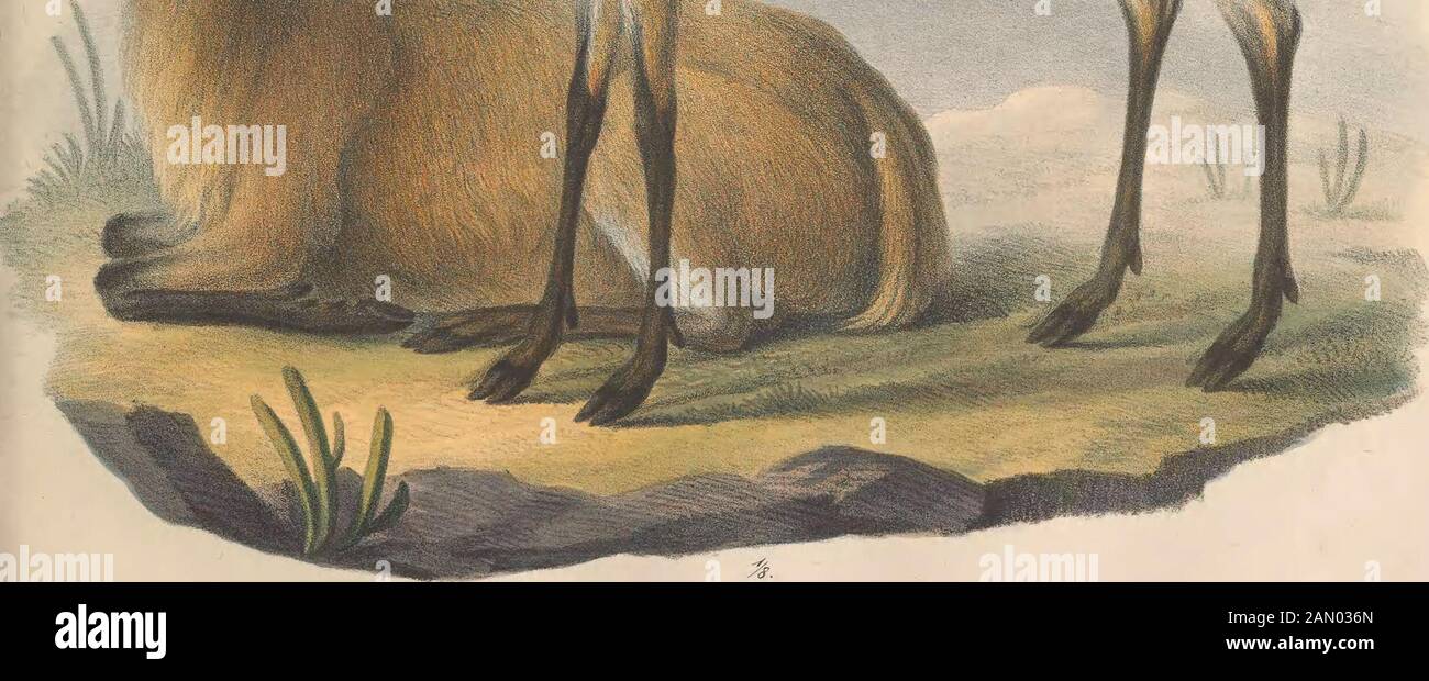 Darstellung neuer oder wenig bekannter Säugethiere in Abbildungen und Beschreibungen : von fünf und sechzig Arten auf funfzig colorirten Steindrucktafeln nach den Originalen des Zoologischen Museums der Universität zu Berlin . C er VHS paludosus Desm. GräZTL-pticii Axm.Mas . et TVM . Foto Stock