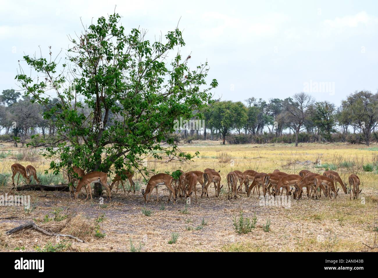 Mandria di giovani uomini e donne impala (Aepyceros melampus) nella prateria di Moremi Game Reserve, Okavango Delta, Botswana, Sud Africa Foto Stock