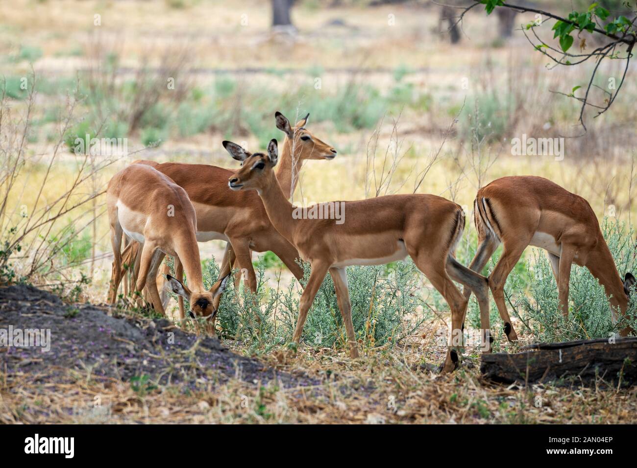 Piccolo gruppo di donne impalas (Aepyceros melampus) nella prateria Di Moremi Game Reserve, Okavango Delta, Botswana, Africa del Sud Foto Stock
