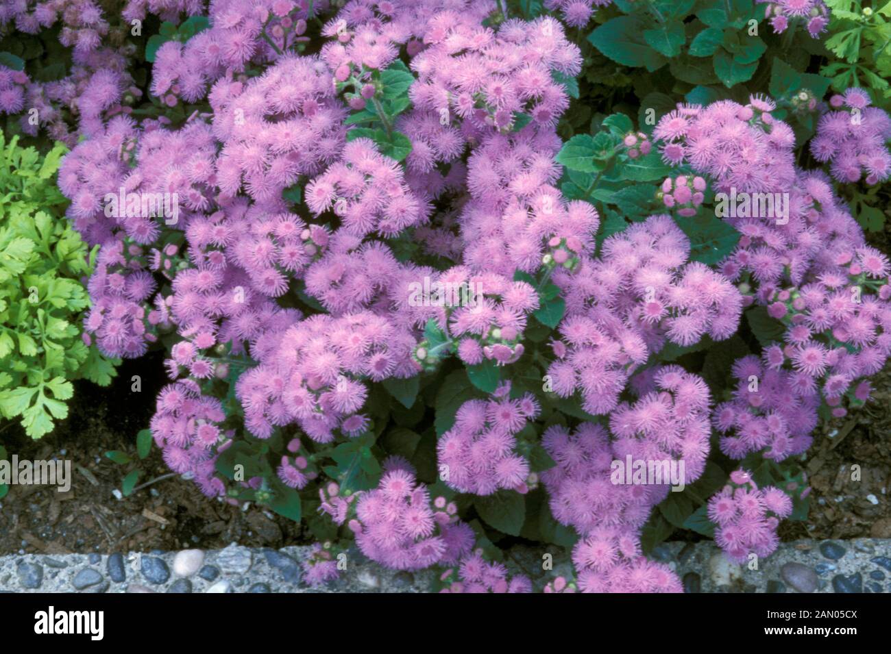 AGERATUM HOUSTONIANUM METÀ HARDY annuale di close-up di fiori blu estate Foto Stock