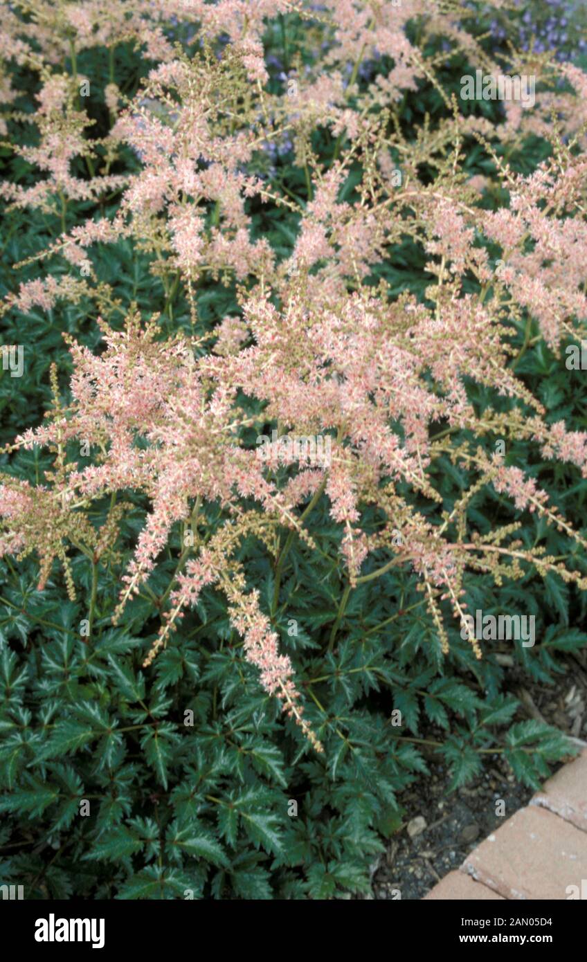 ASTILBE SIMPLICIFOLIA HENNIE GRAAFLAND FIORI BIANCHI Foto Stock