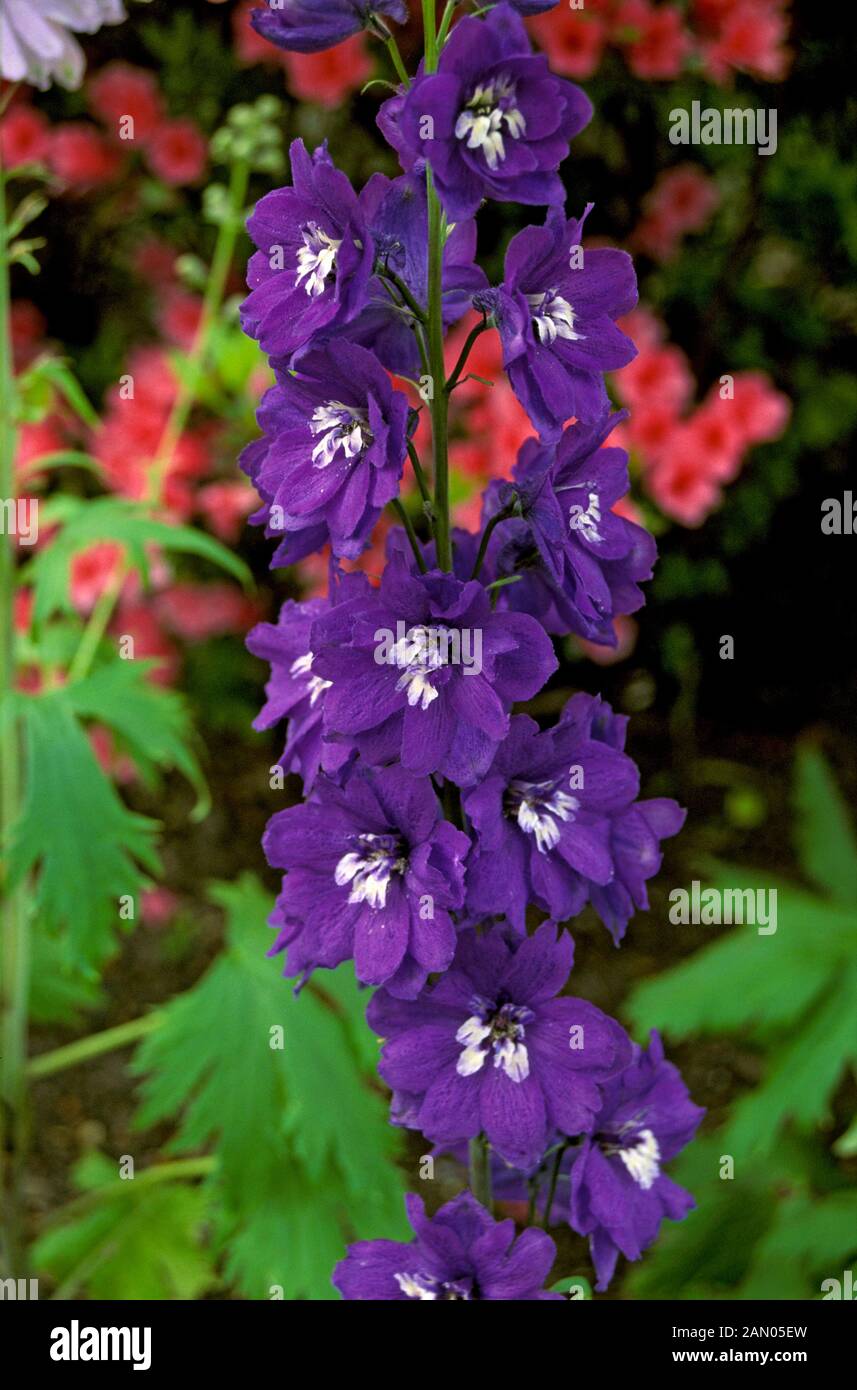 X DELPHINIUM ELATUM 'MAGIC FONTANA blu scuro/WHITE BEE' Foto Stock