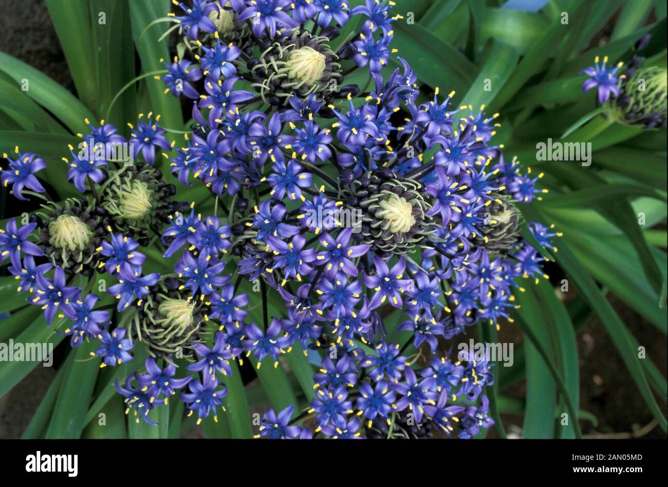 SCILLA PERUVIANA GIGLIO cubano massa di fiori Foto Stock