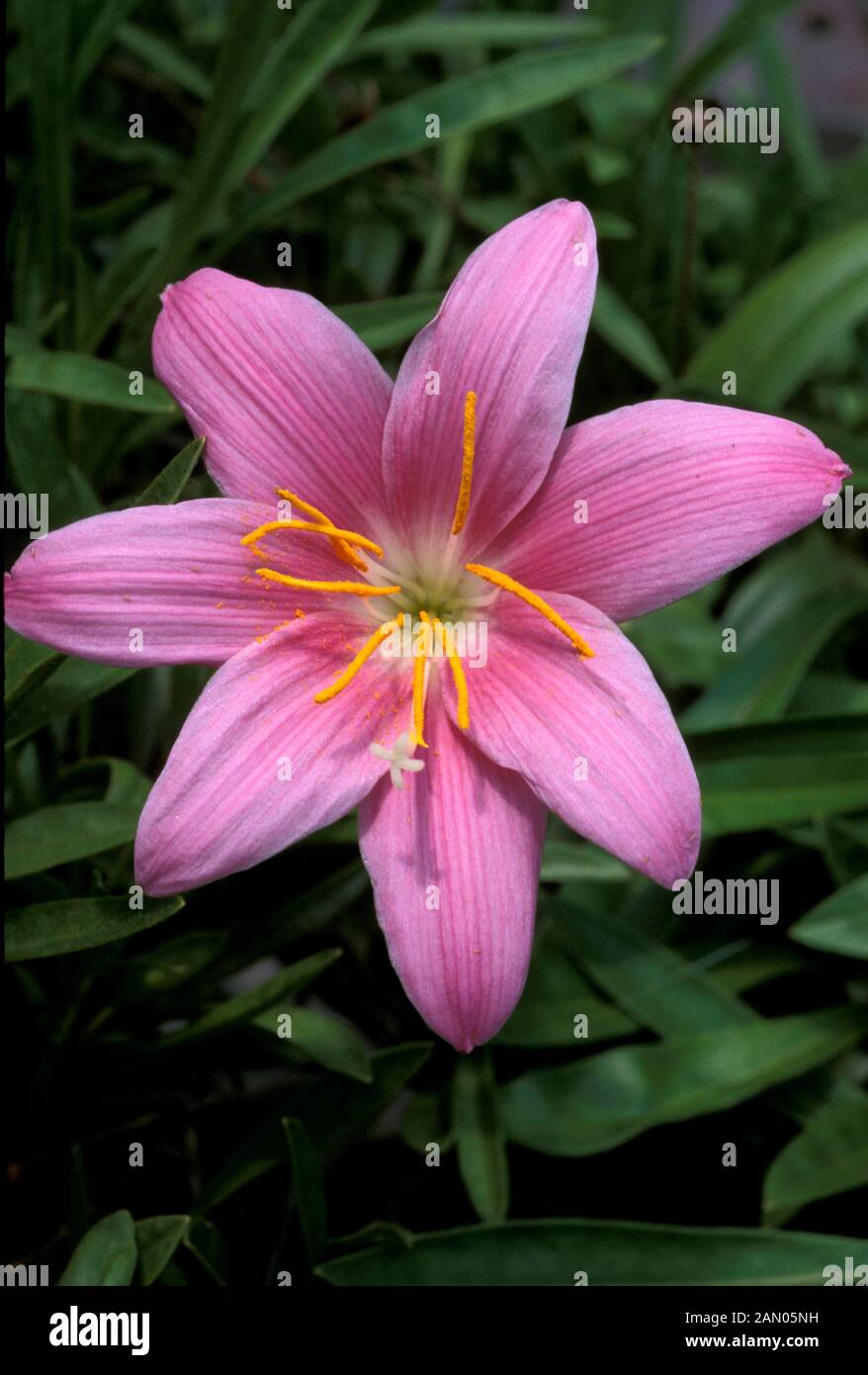 HABRANTHUS ROBUSTUS CLOSE UP fiore rosa Foto Stock