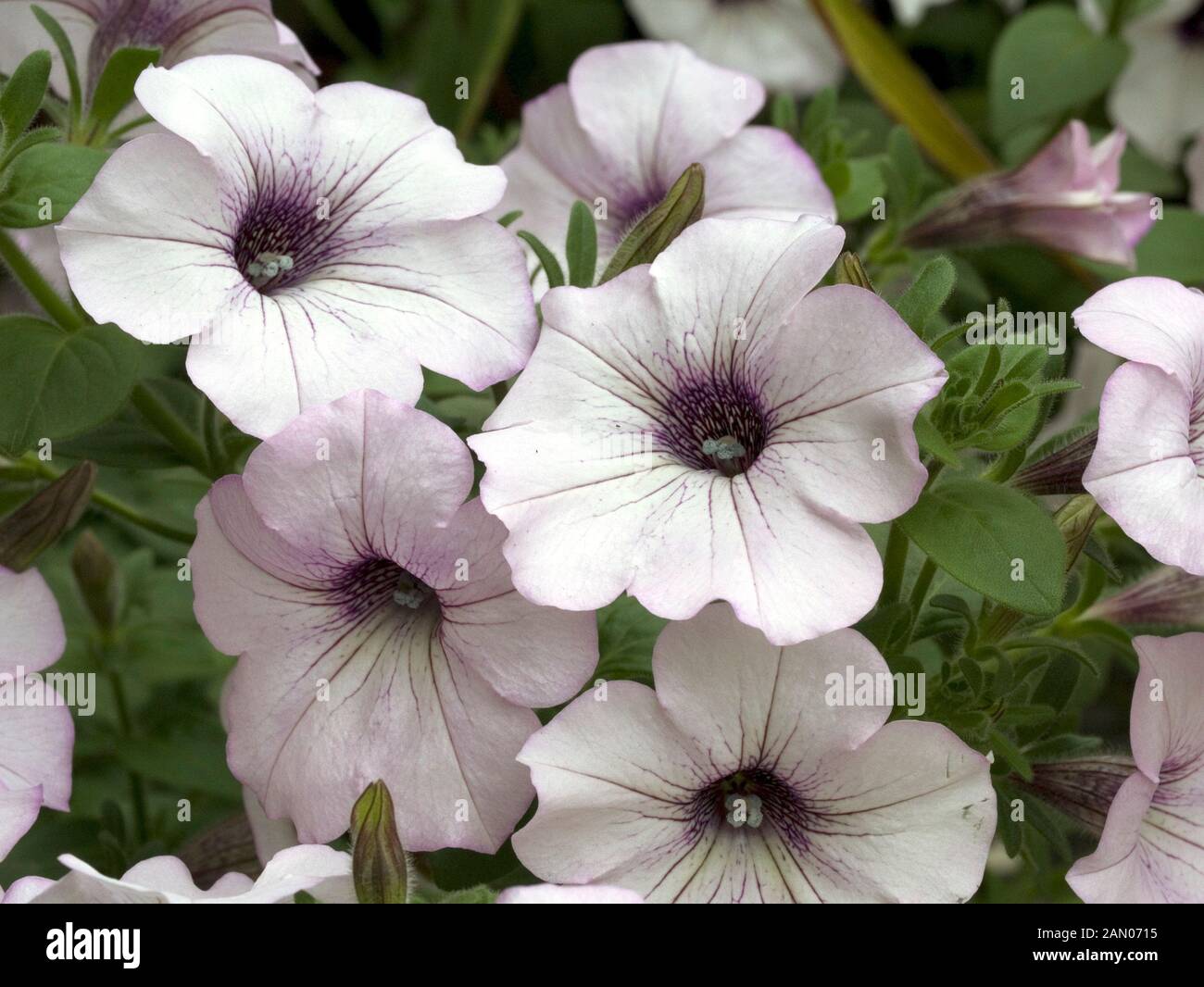 La PETUNIA MAREMOTO ARGENTO Foto Stock