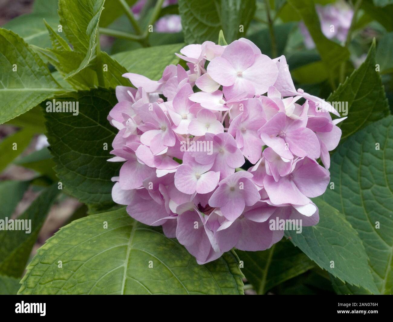 HYDRANGEA macrophylla 'BAILMER ENDLESS SUMMER' Foto Stock